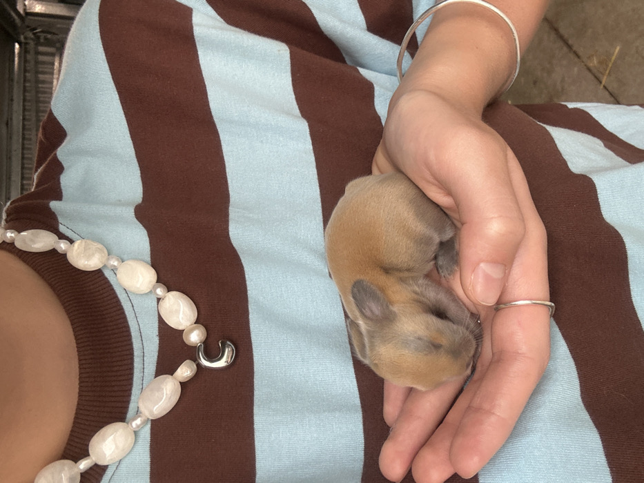 Woman holds baby rabbit in Russell Vale home