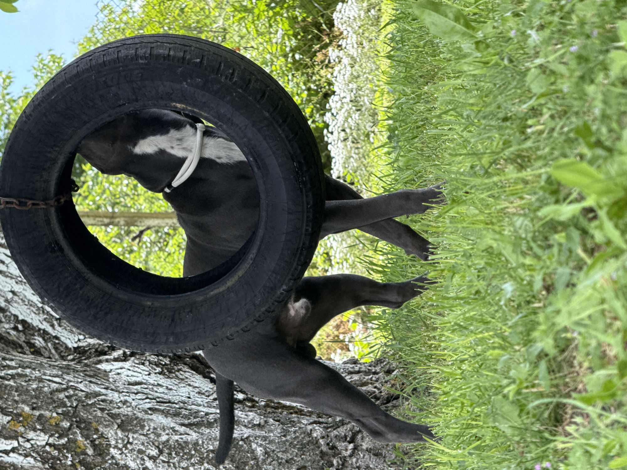 Dogs play with tire swing in Bulgarian yard