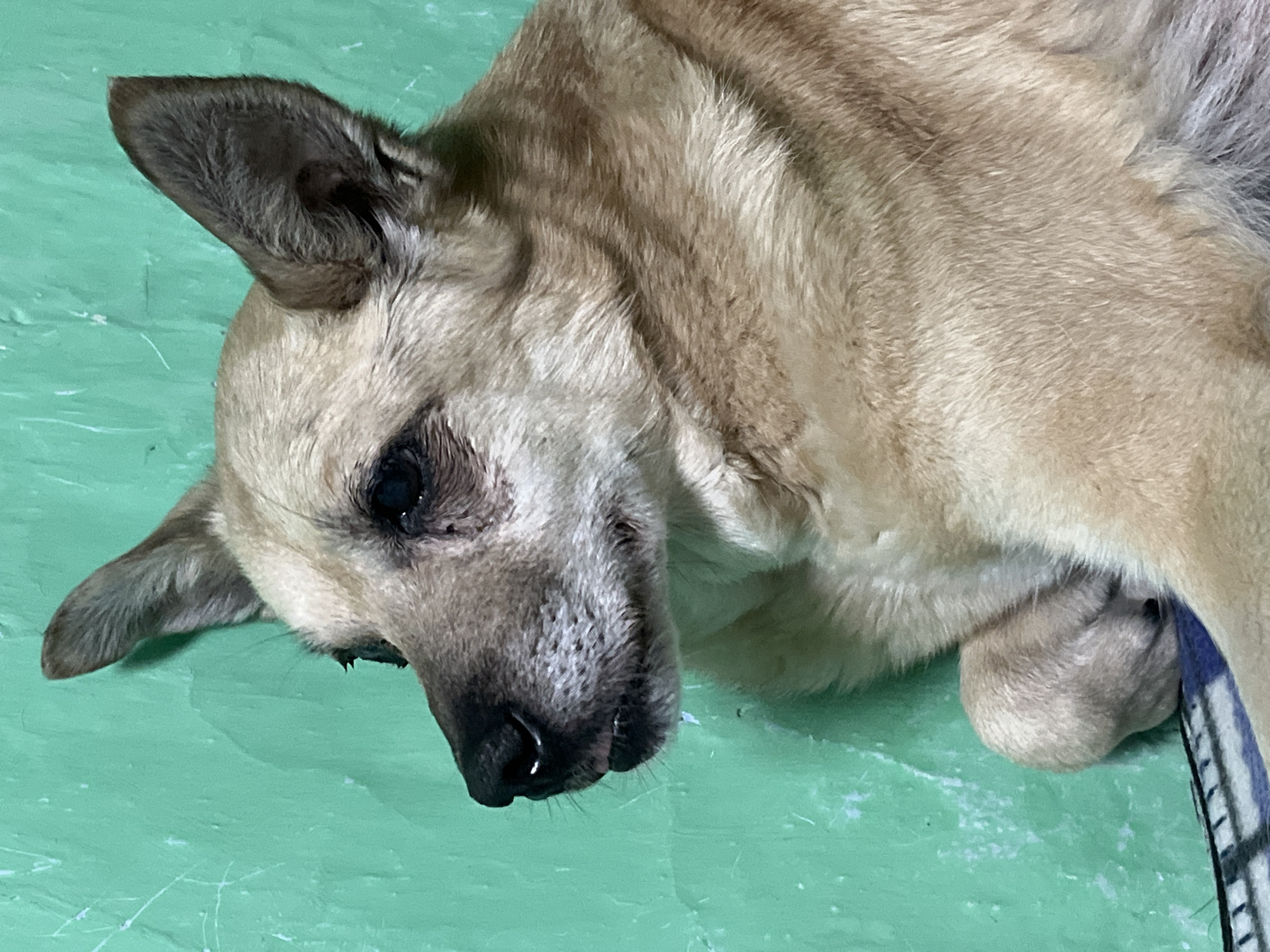 Pets rest peacefully in decorated homes across Nizhny Tagil