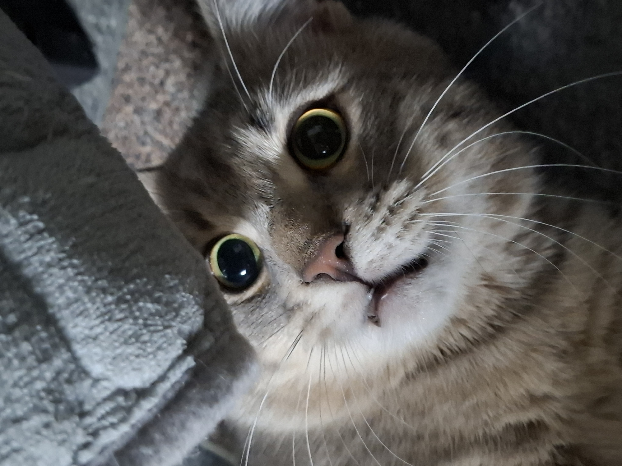 Gray tabby cat photographed in evening session in Novi Sad
