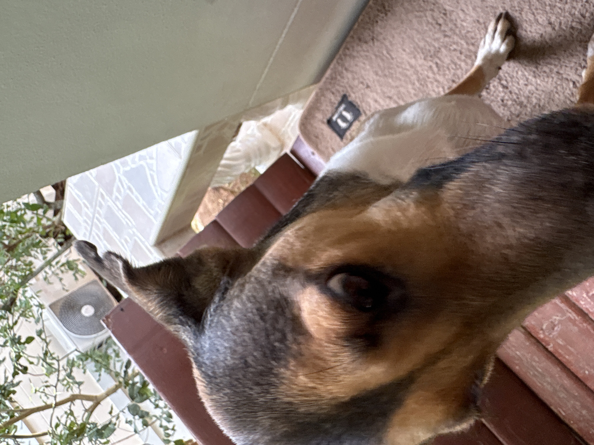Lazy tropical morning with dogs, jackfruit trees, and a backyard pool