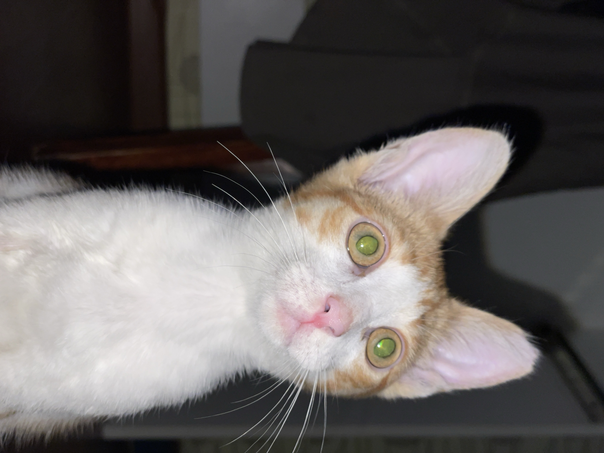 Kittens and a pair of scissors, up close in Aktau