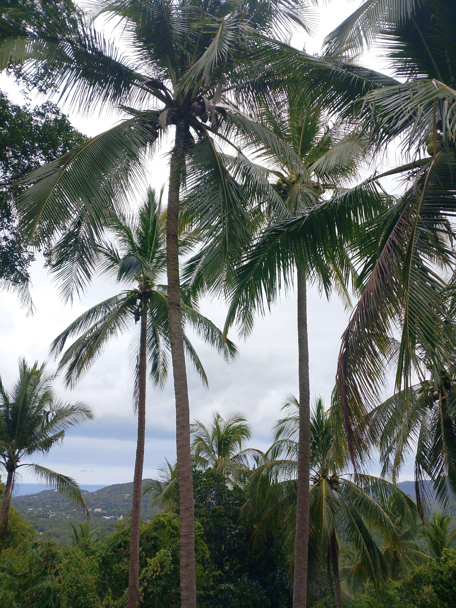 Early morning tropical scenes captured in Ban Tai, Thailand