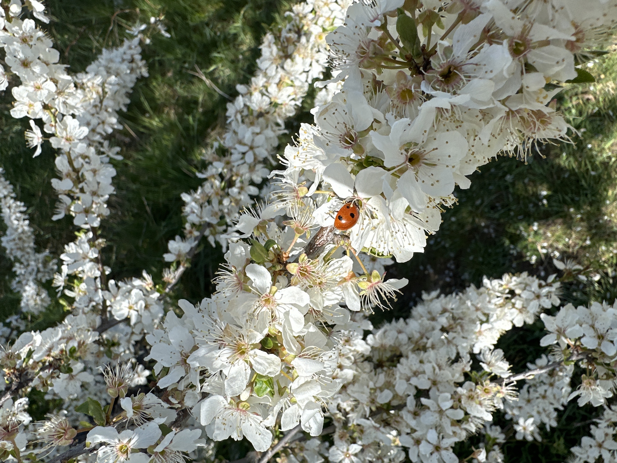 Spring Easter preparations and nature walks documented in Sofia