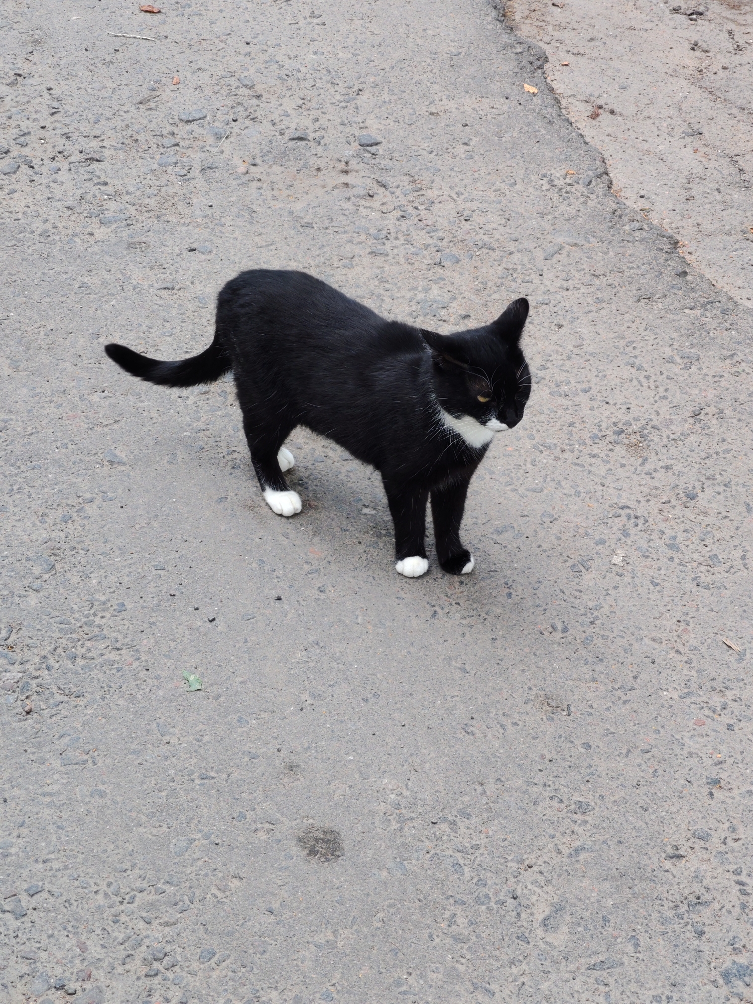Black and white cat on a cracked Mahilyow street