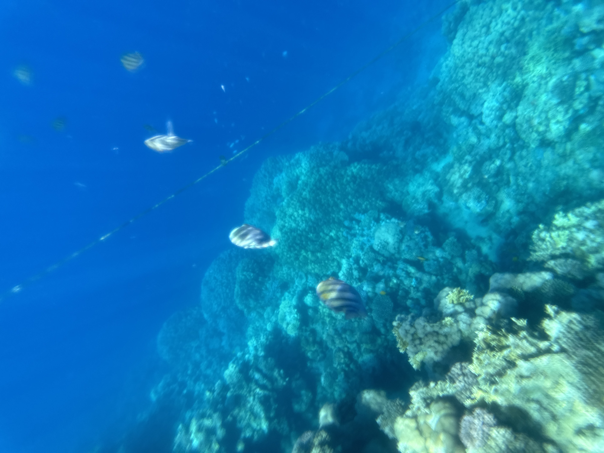 Underwater photography session documents marine life near Sharm El Sheikh