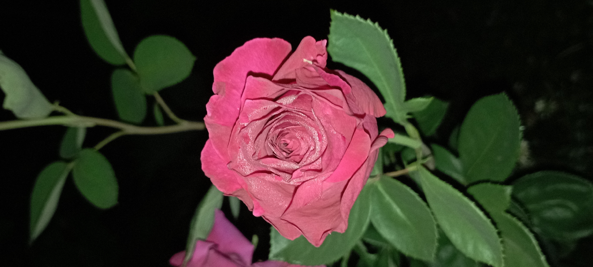 Dewy roses and garden details, Radisne after dark