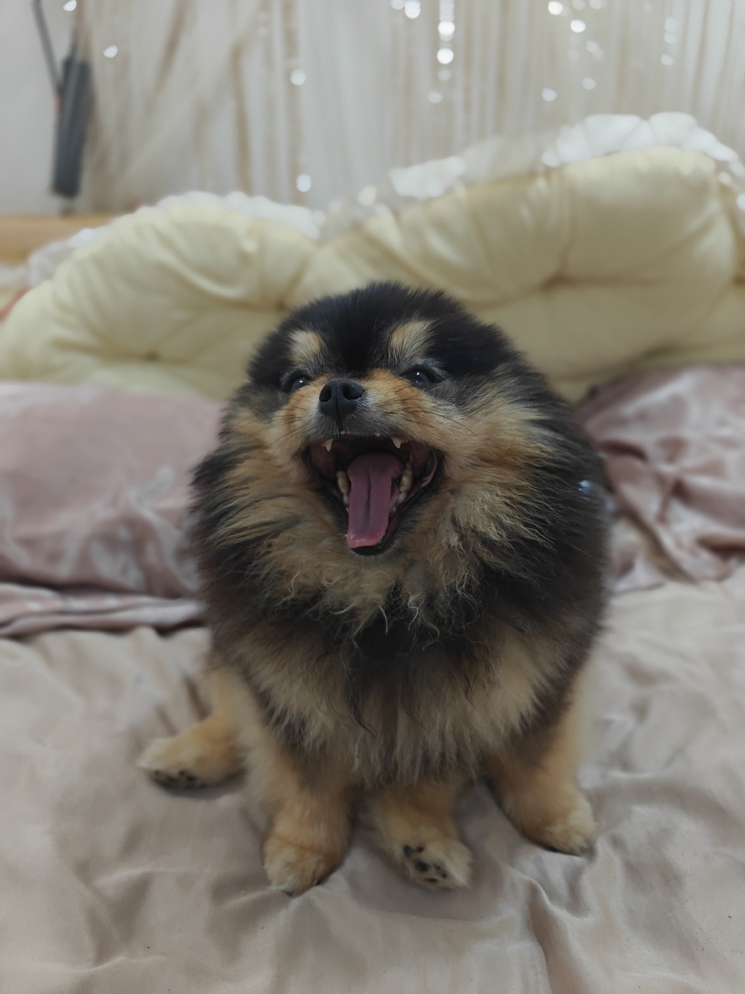 Lazy morning with Pomeranians and lizards in a Nha Trang home