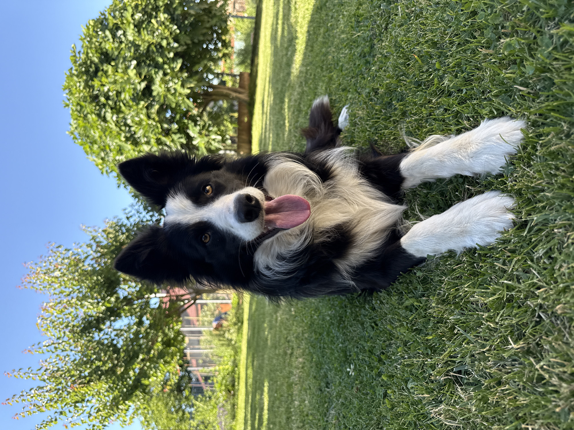 Border Collie relaxing in a Berkovitsa yard on a summer day