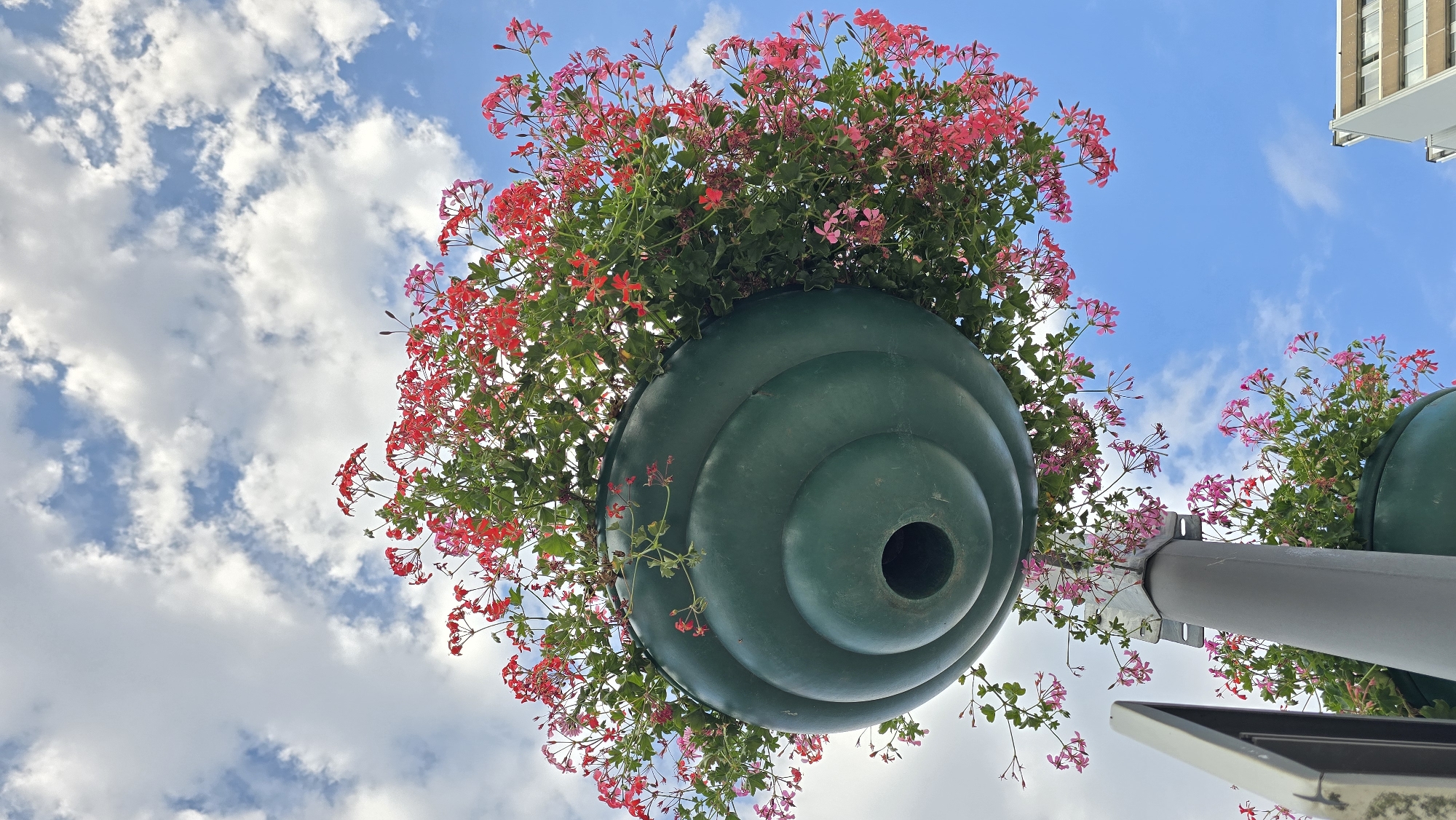 Antwerp garden in bloom: flowers, bees, and ornamental details