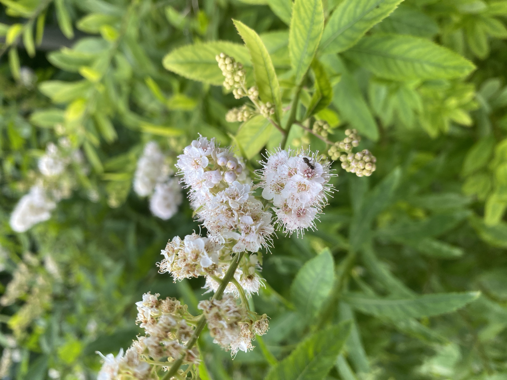 Dense cluster of white and pink flowers on a Voronezh branch