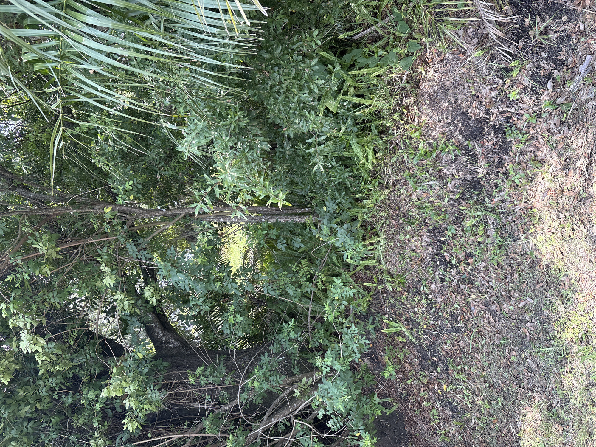 Overgrown Florida scrubland with palms and power lines, Parrish