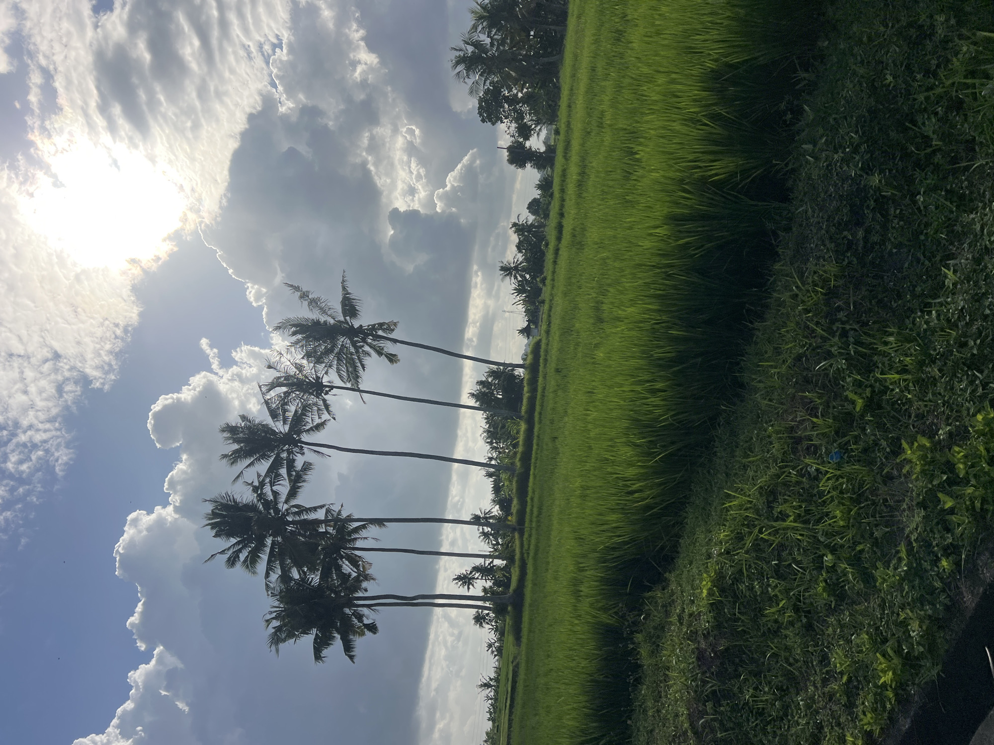 Lush rice paddies and palm trees under a dramatic Kediri sky