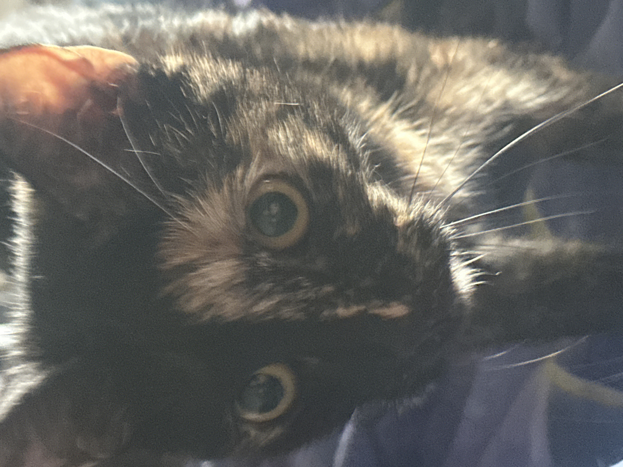 Tortoiseshell cat lounging in a sunlit bedroom in Virki