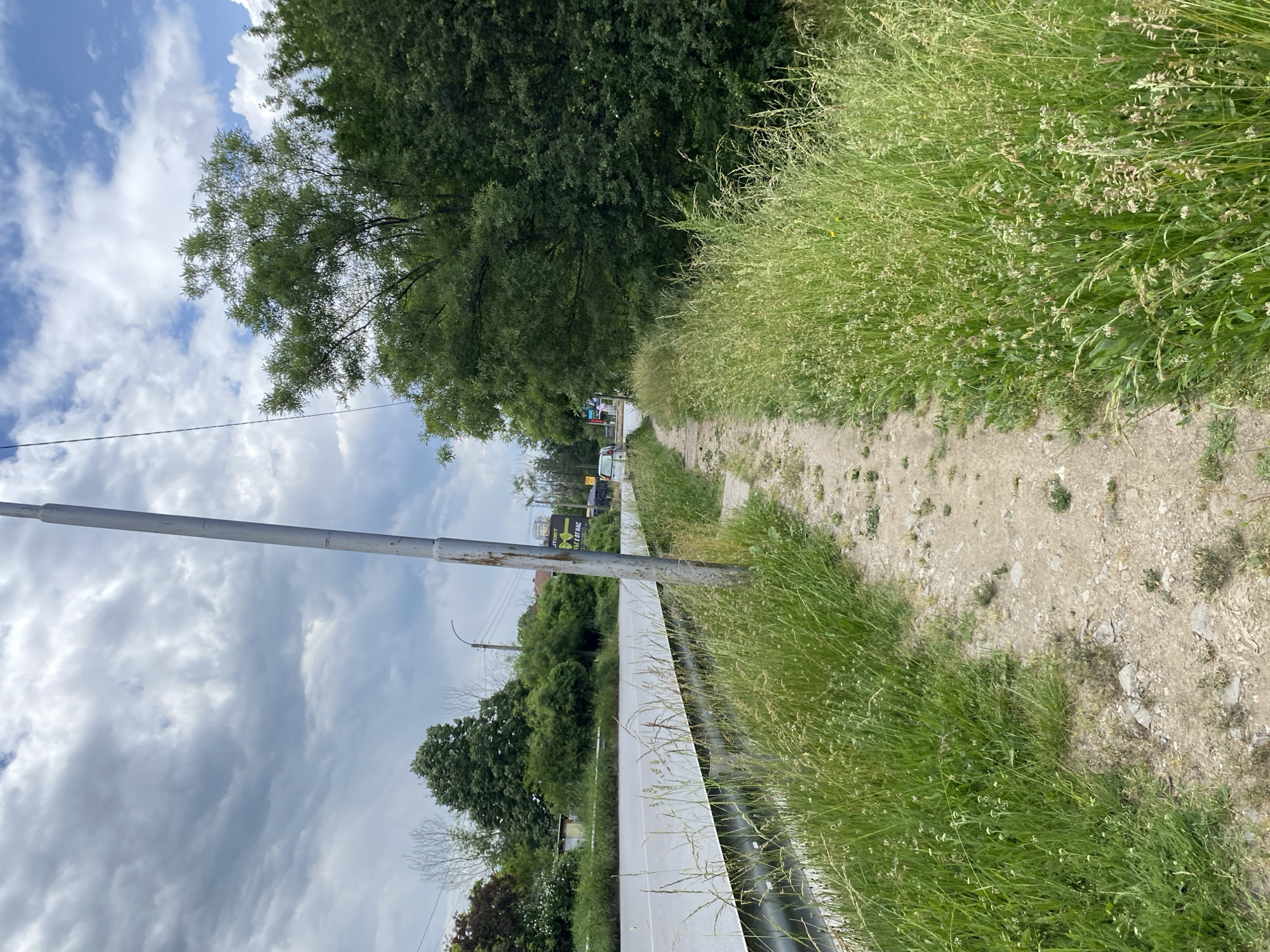 Morning walk documented along tree-lined dirt path in Sofia