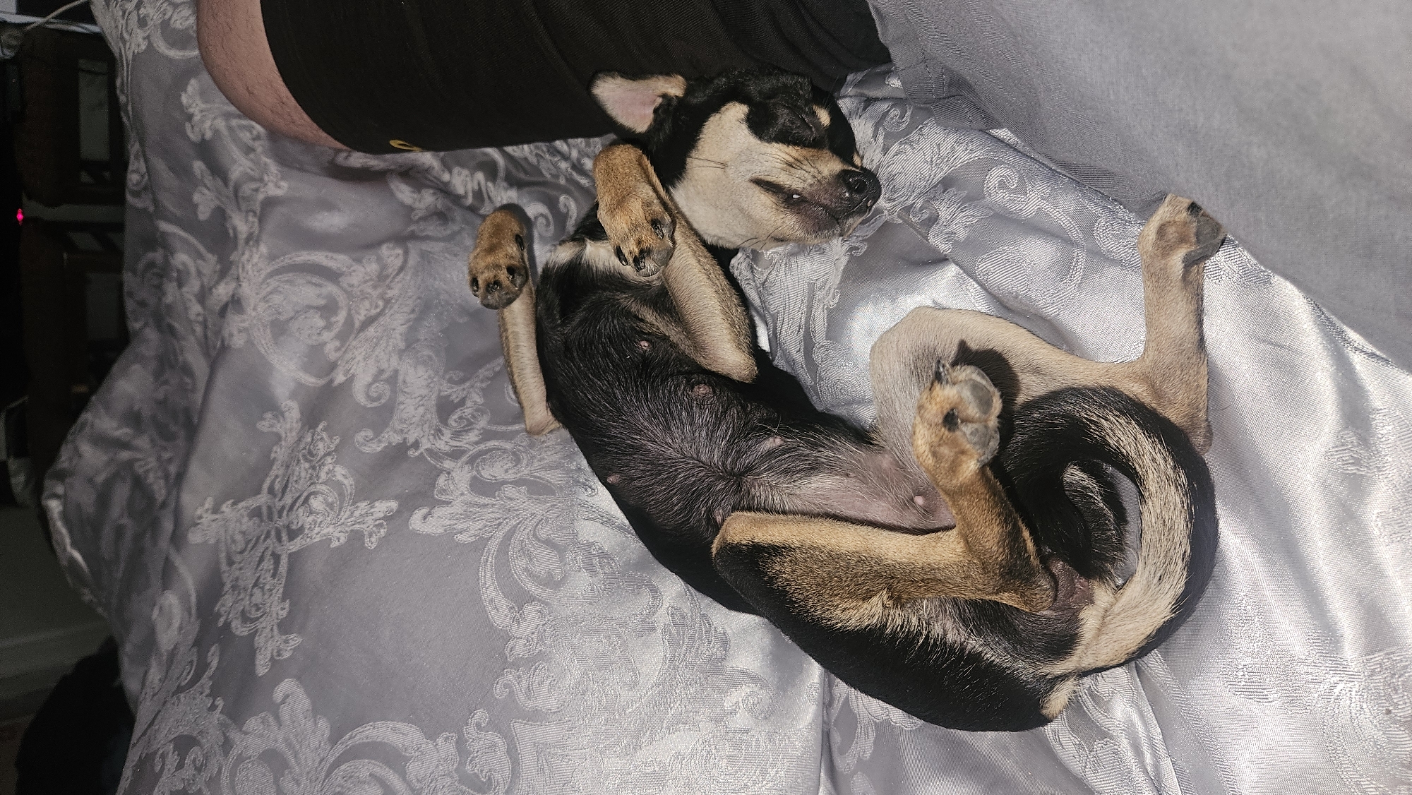 Dog relaxes on bed in Bulgarian home