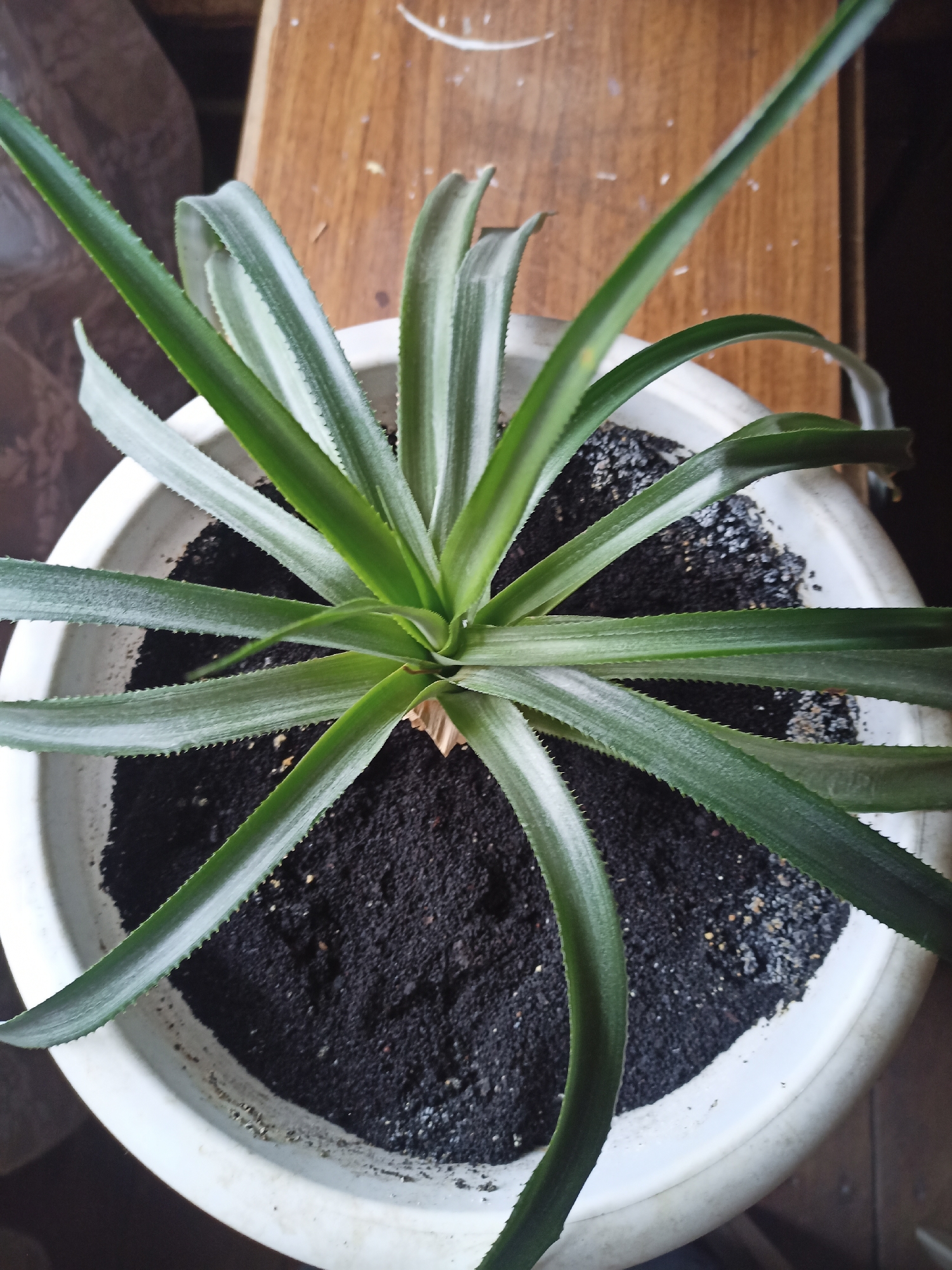 Pineapple plant in a white pot on a wooden surface