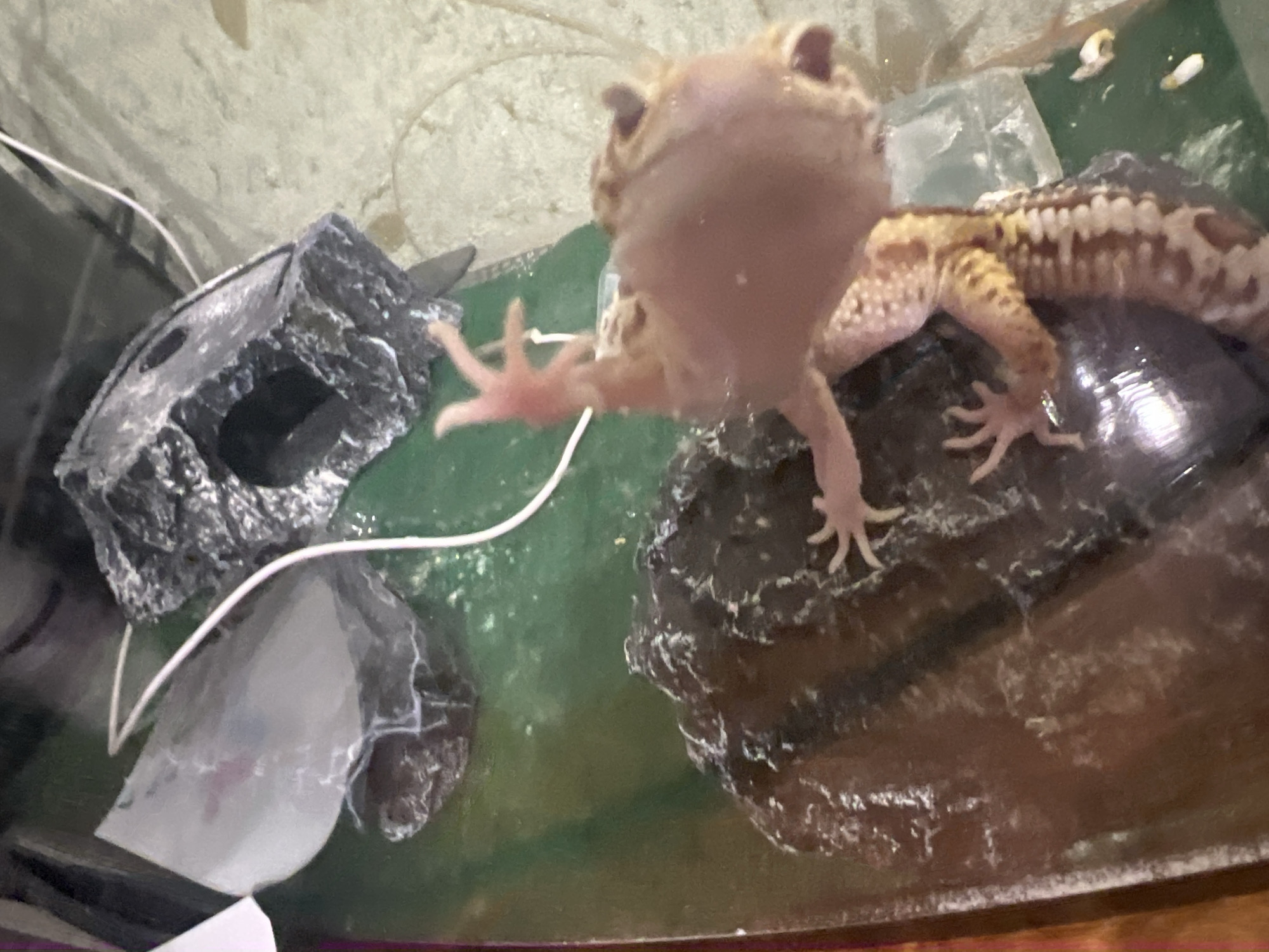 Leopard gecko photographed in terrarium in Mendeleyevsk, Russia