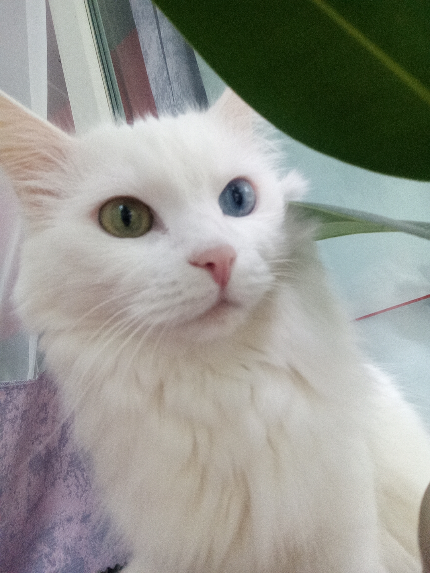 Cozy Belogorsk morning: odd-eyed cat, houseplants, and neighborhood streets