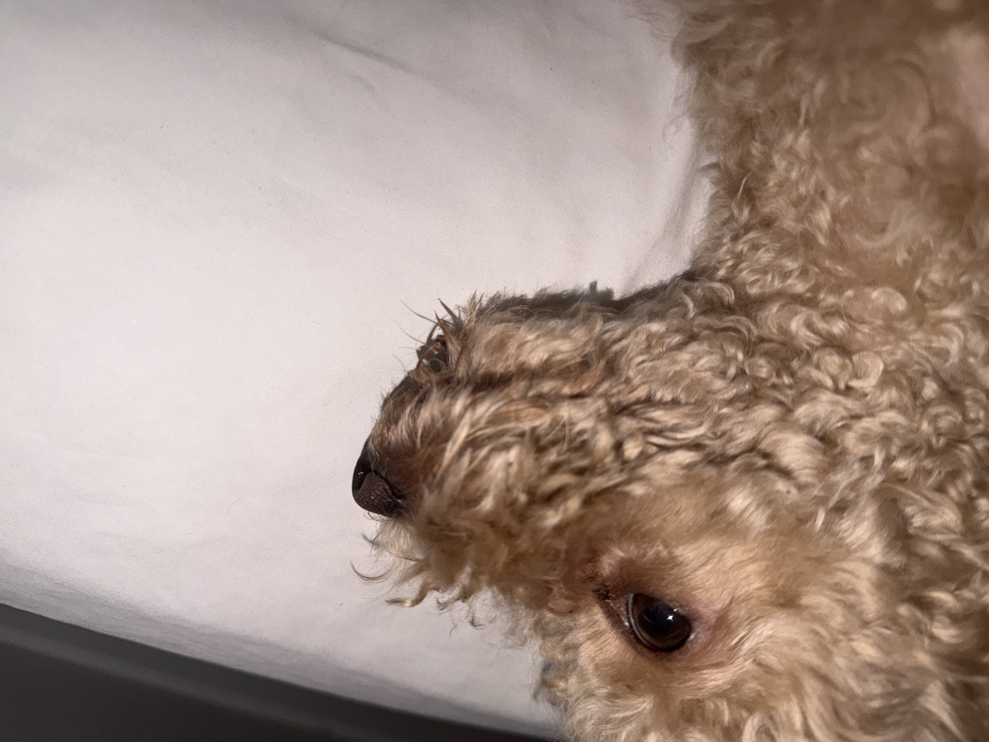 Poodle and cat get late-night cuddles on a white bed