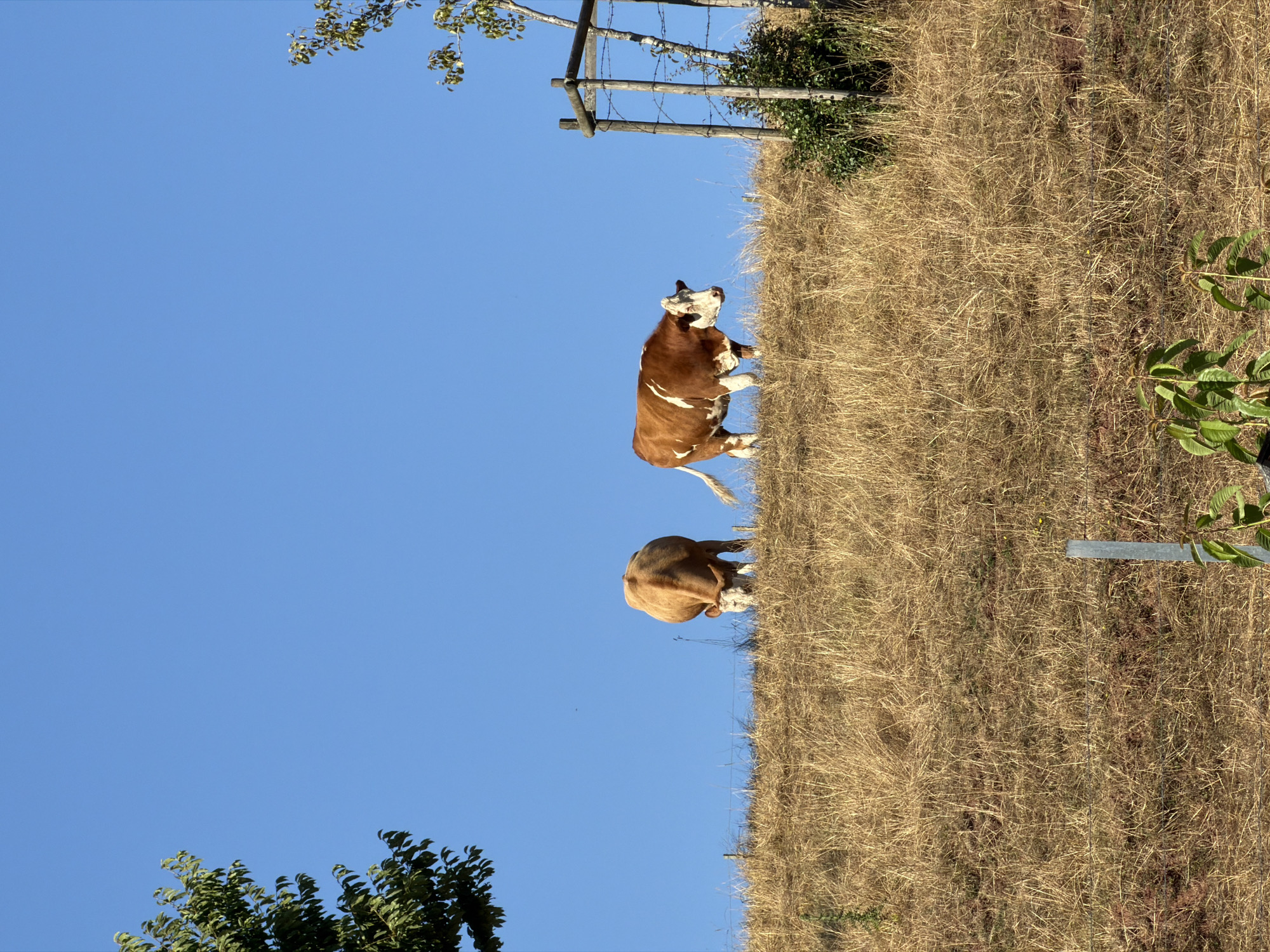Cows on a Junglinster hillside, desserts on the side
