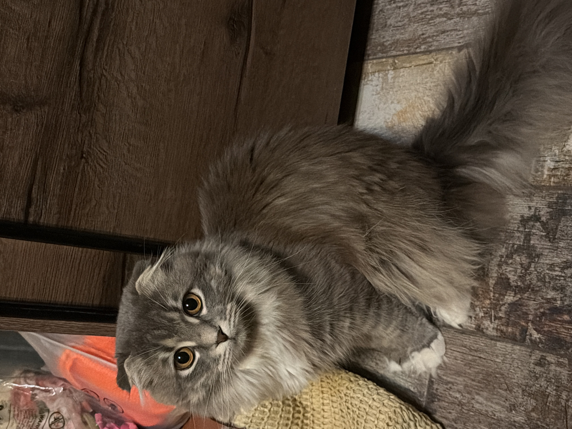 Scottish Fold cat at home in Vovchynets, Ukraine