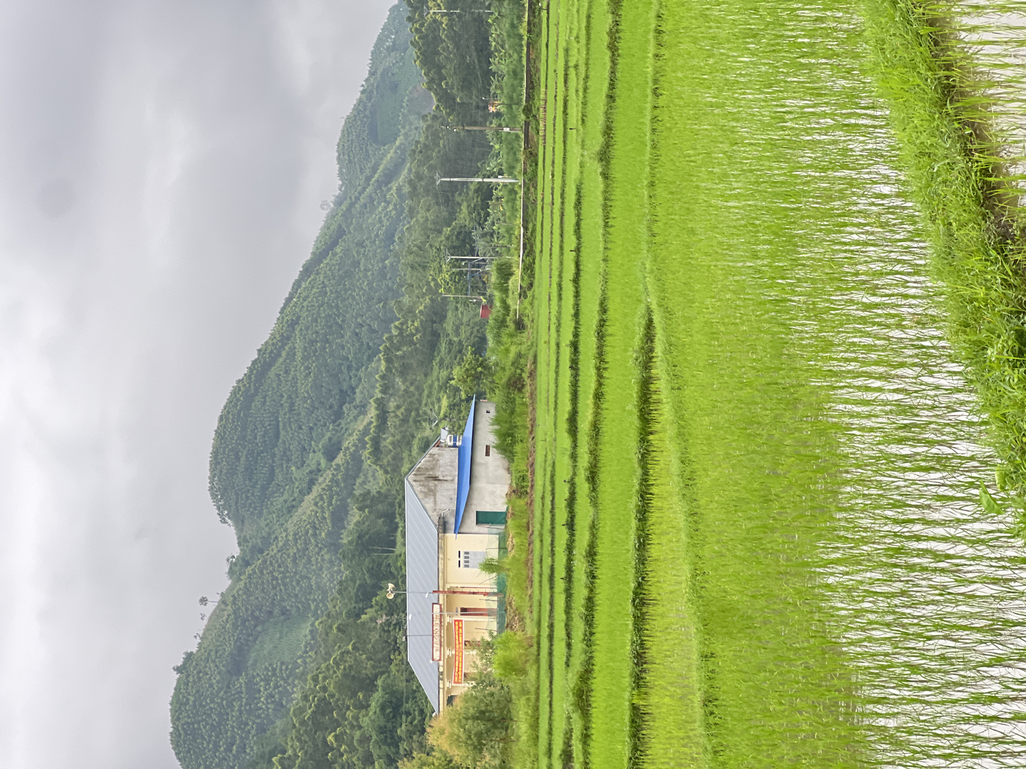Terraced rice paddies under overcast skies, Tân Thanh Commune