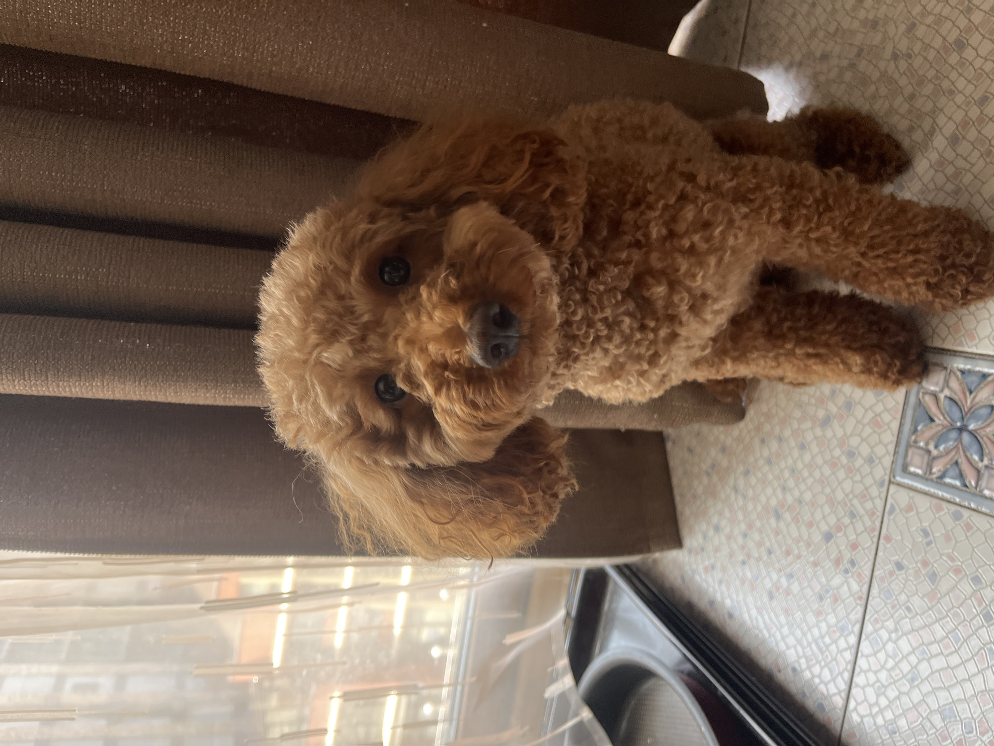 A poodle's lazy morning in Dnipro, with city glimpses