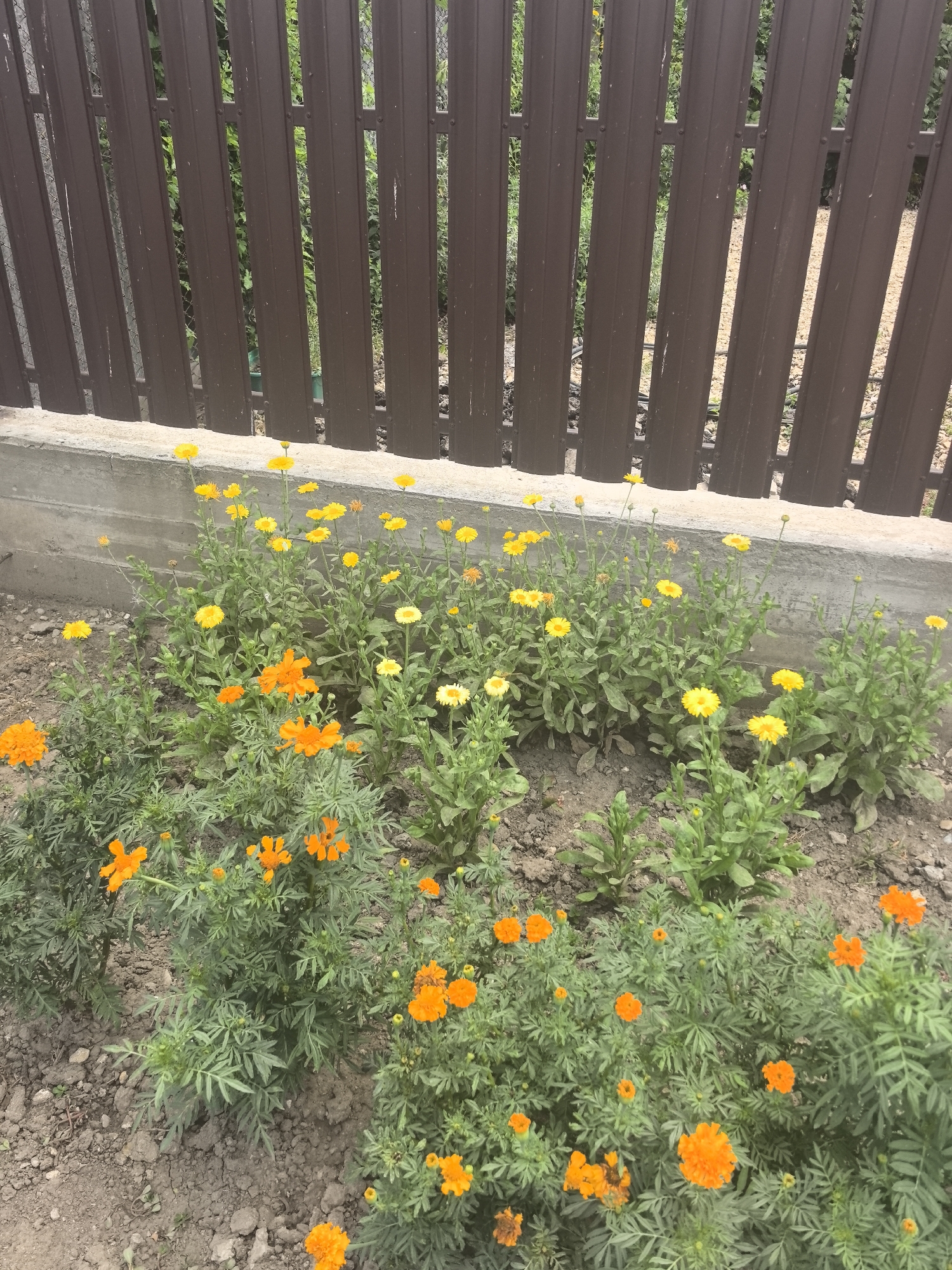 Garden flowers and a sleeping kitten in Bolshoy Raznokol
