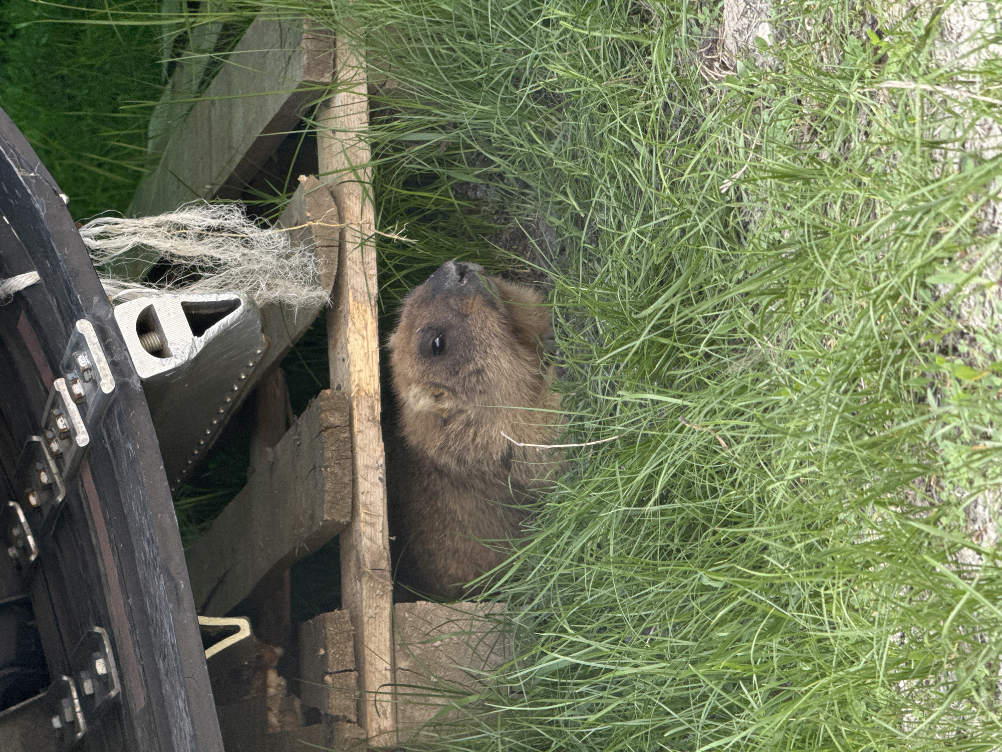 Wildlife and outdoor activity observed in Khvalynsk, Russia