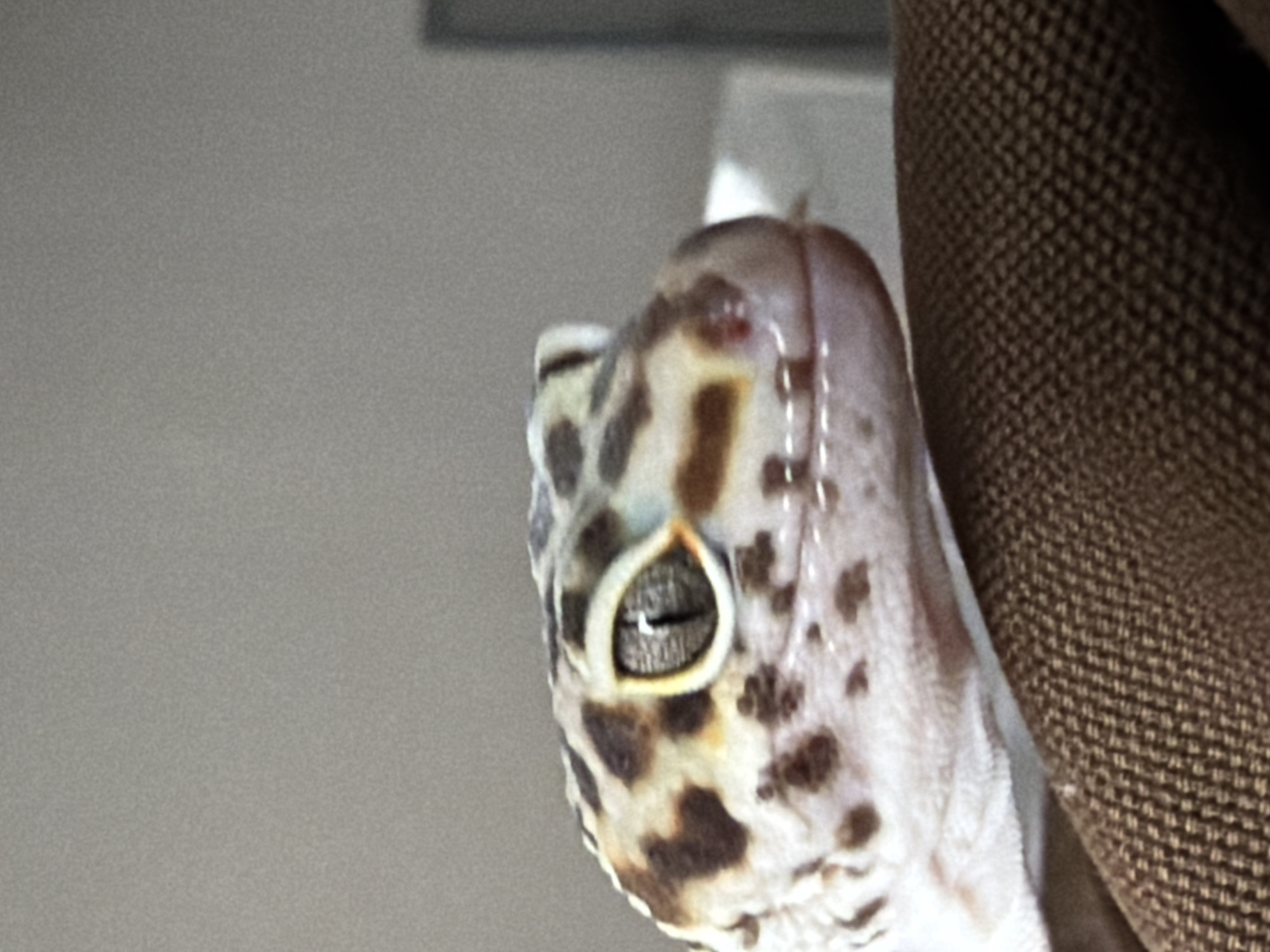 Pet owner documents leopard gecko's computer desk adventures in Izhevsk