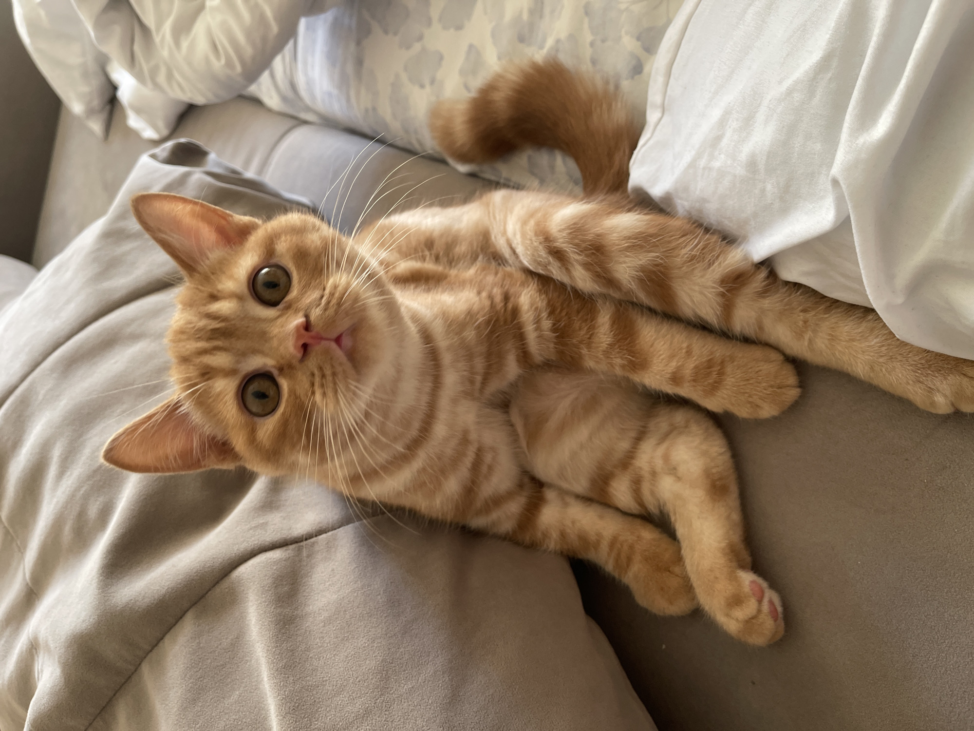 Morning breakfast routine with kitten captured in Kommunarka