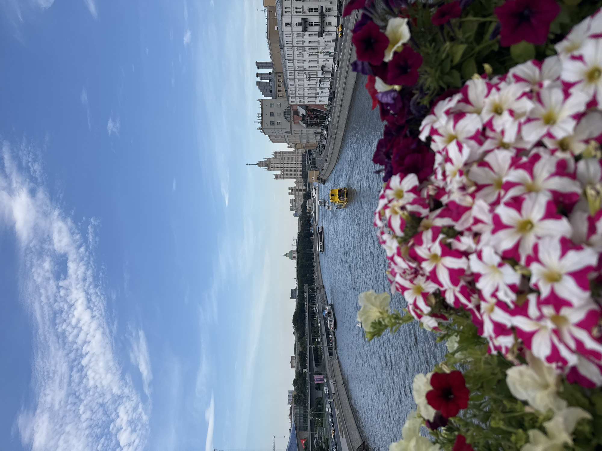 Vibrant petunia bed in full bloom, Moscow