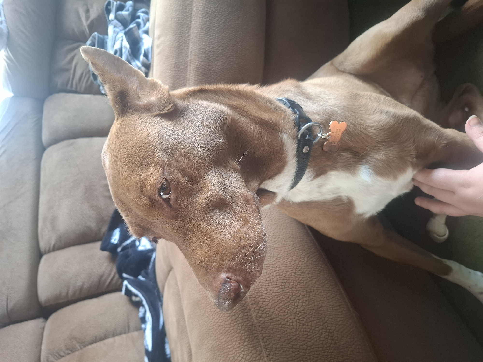 Dog receives pets while resting on couch in Naucalpan
