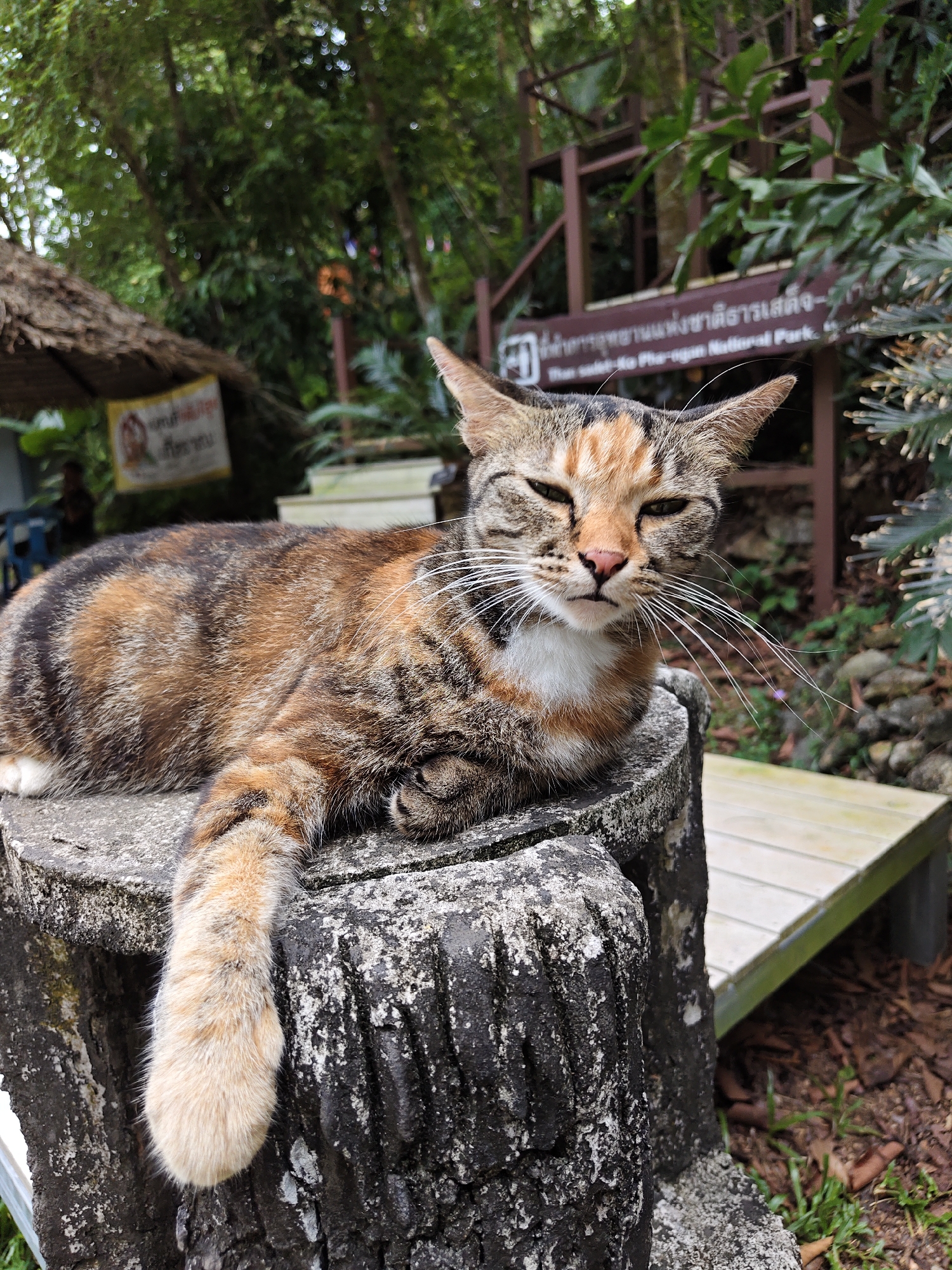 Lazy cat and jungle hillside on Ko Pha-ngan