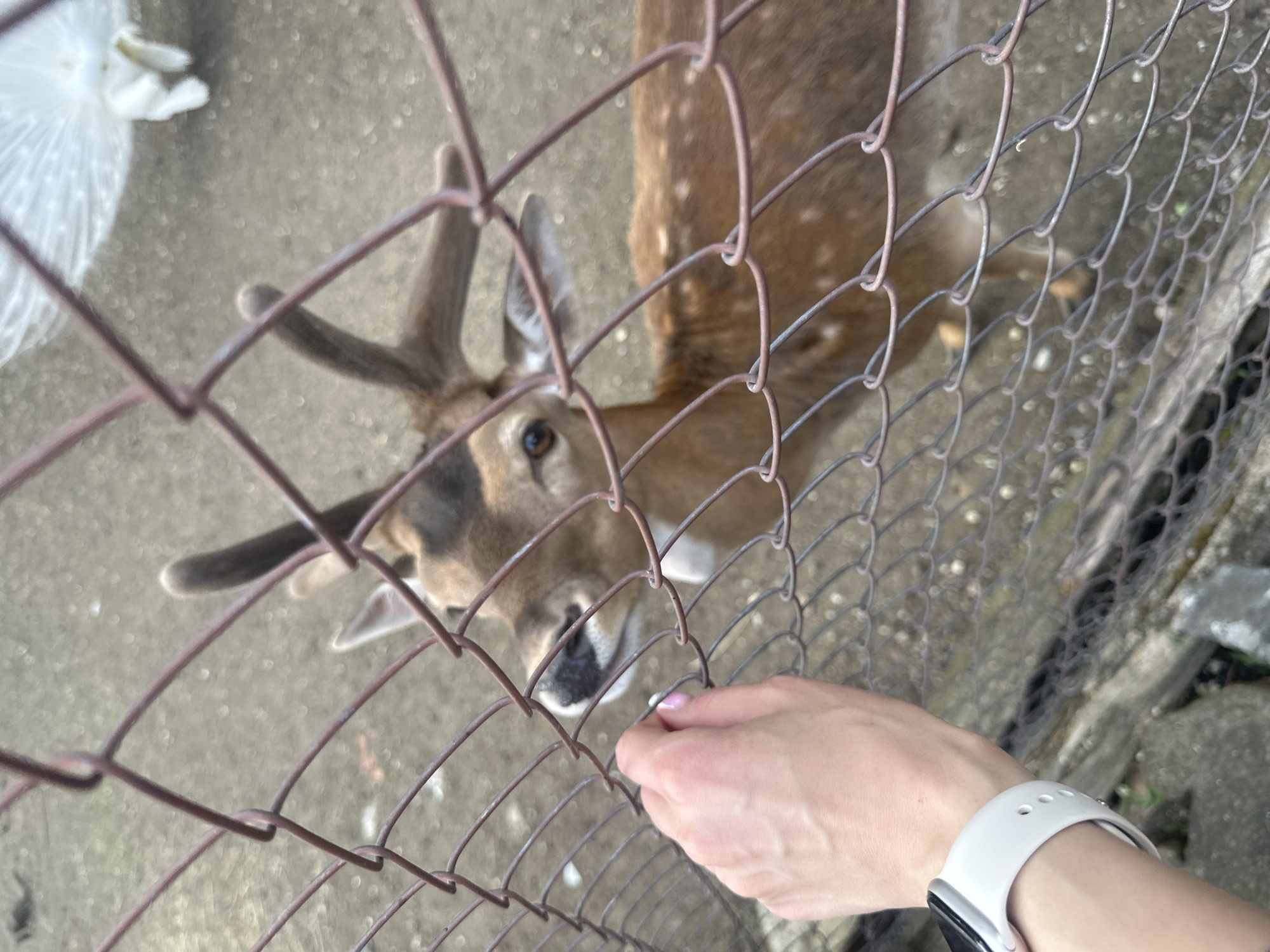 Visitor documents animals at Aytos zoo during afternoon visit