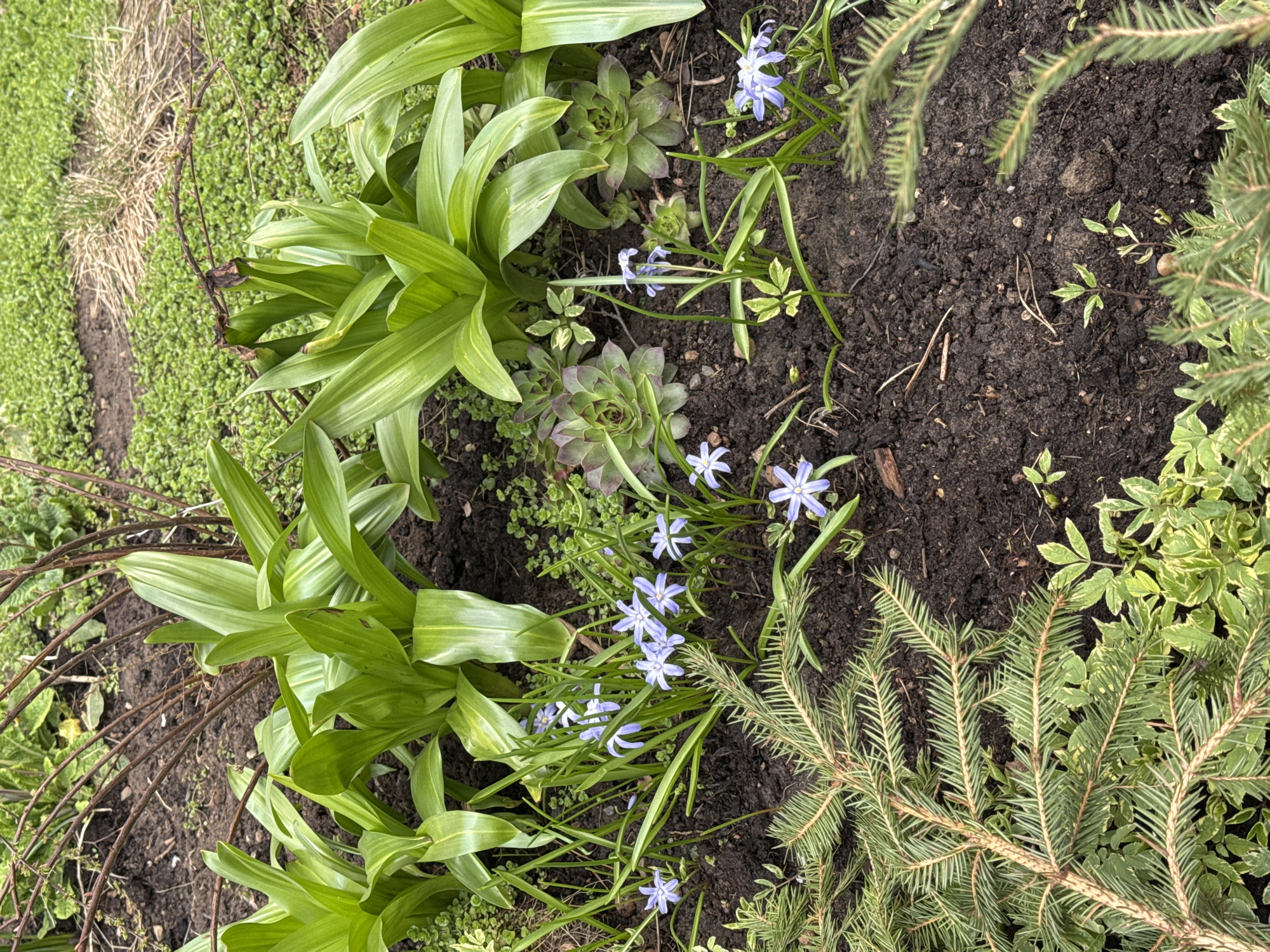 Woman documents spring morning in Chaikovsky with flowering gardens