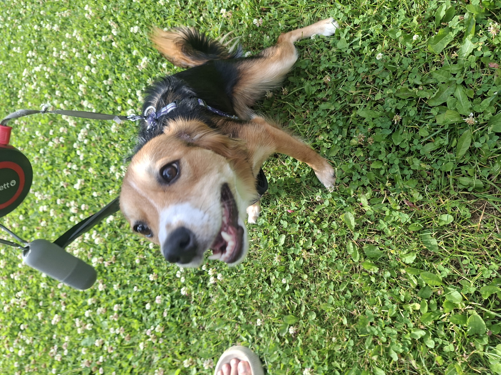 Afternoon in Vilnius: flowers, a dog, and city greenery