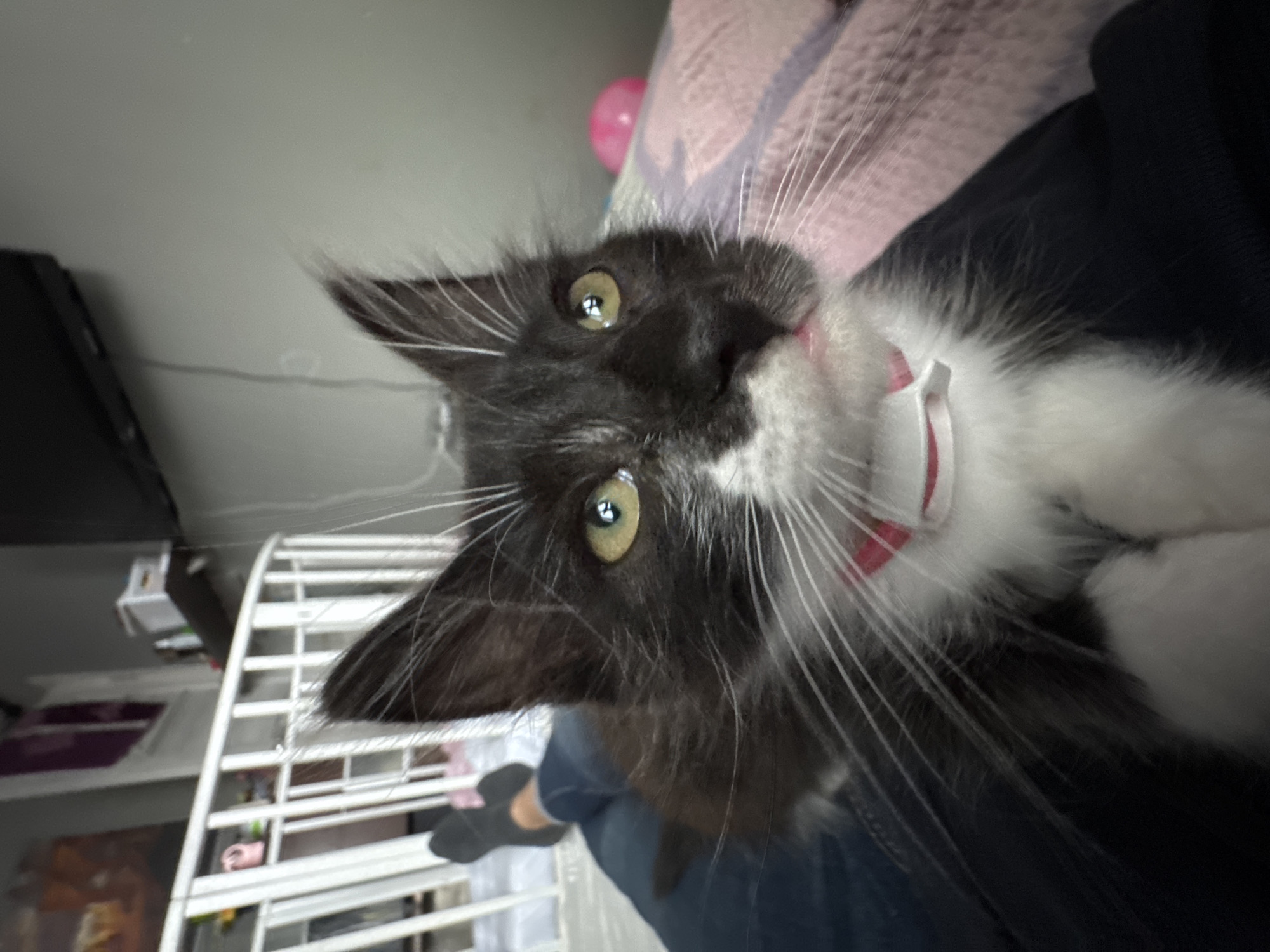 Pink-collared kitten hangs out at home in Kempelevo