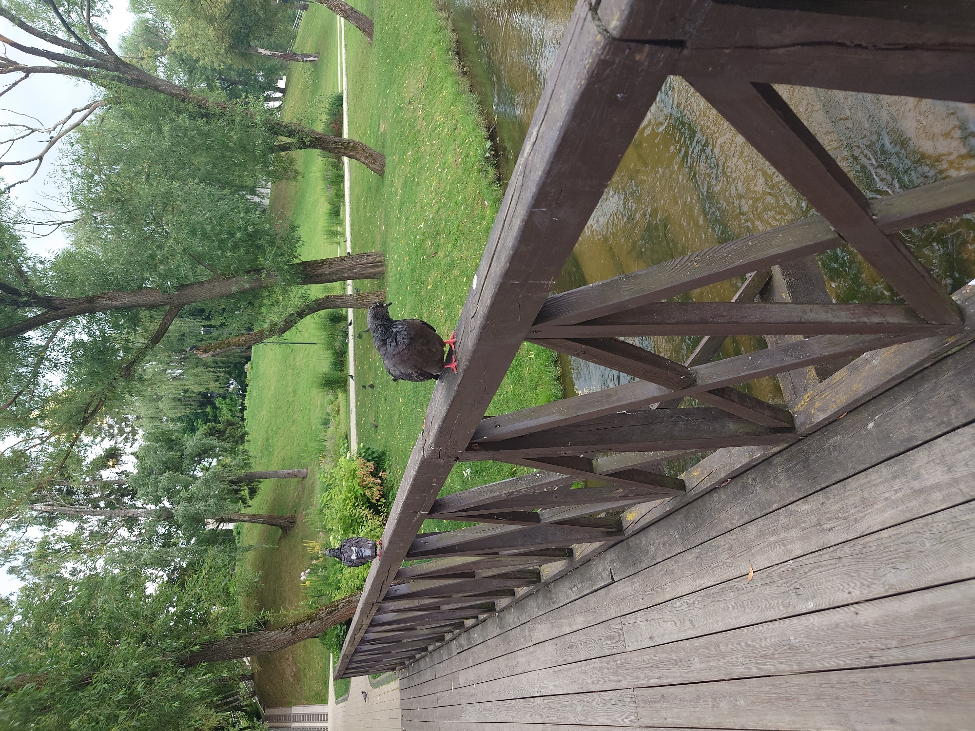 Morning park walk in Kommunarka, Russia, waterways and greenery