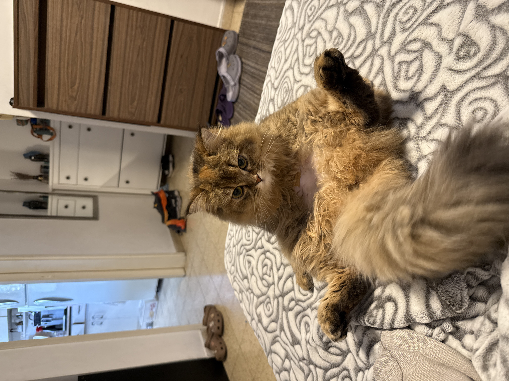 Pets observed in casual moments across Petah Tikva locations