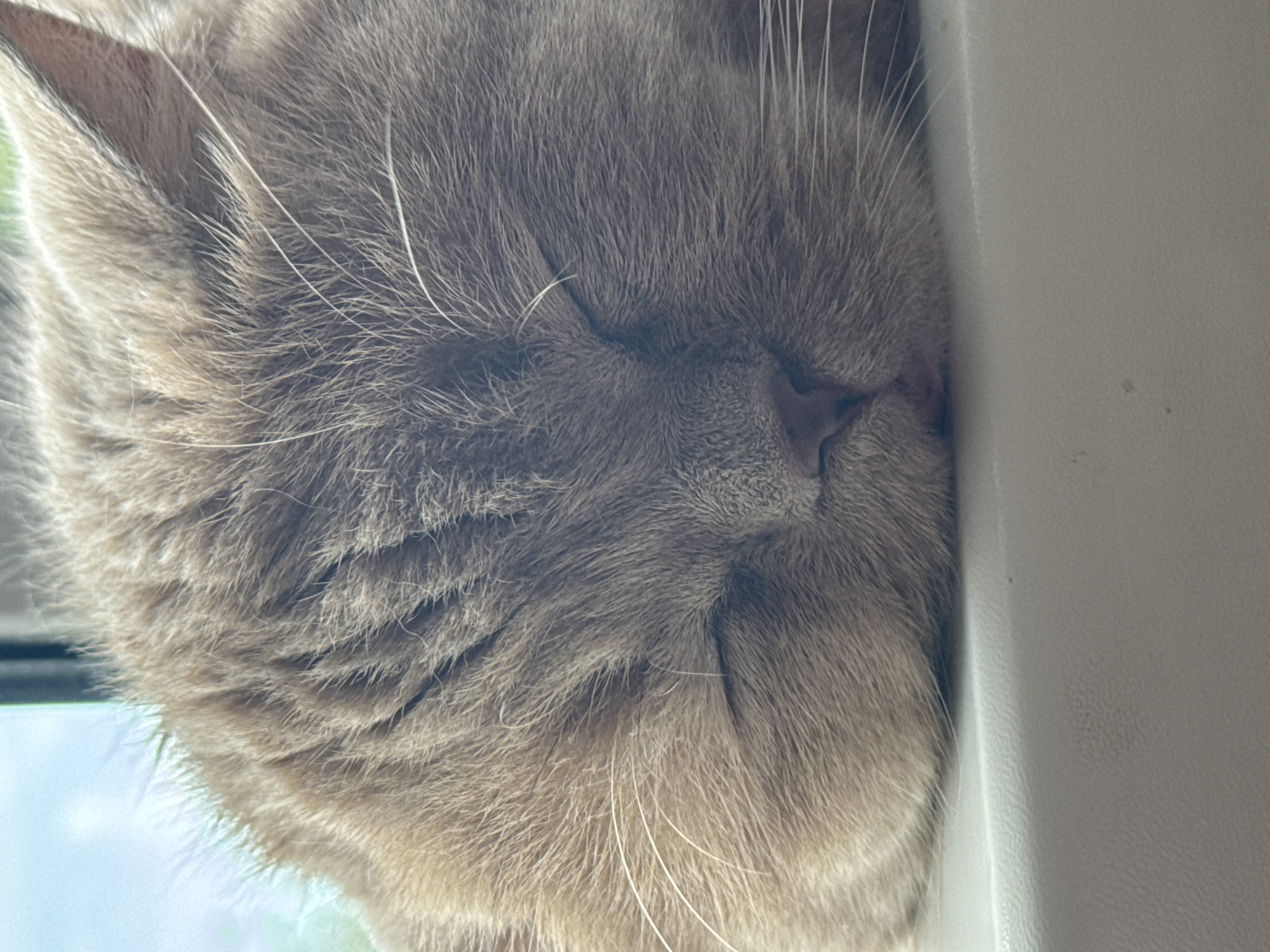 Cat naps on windowsill during quiet afternoon food preparation