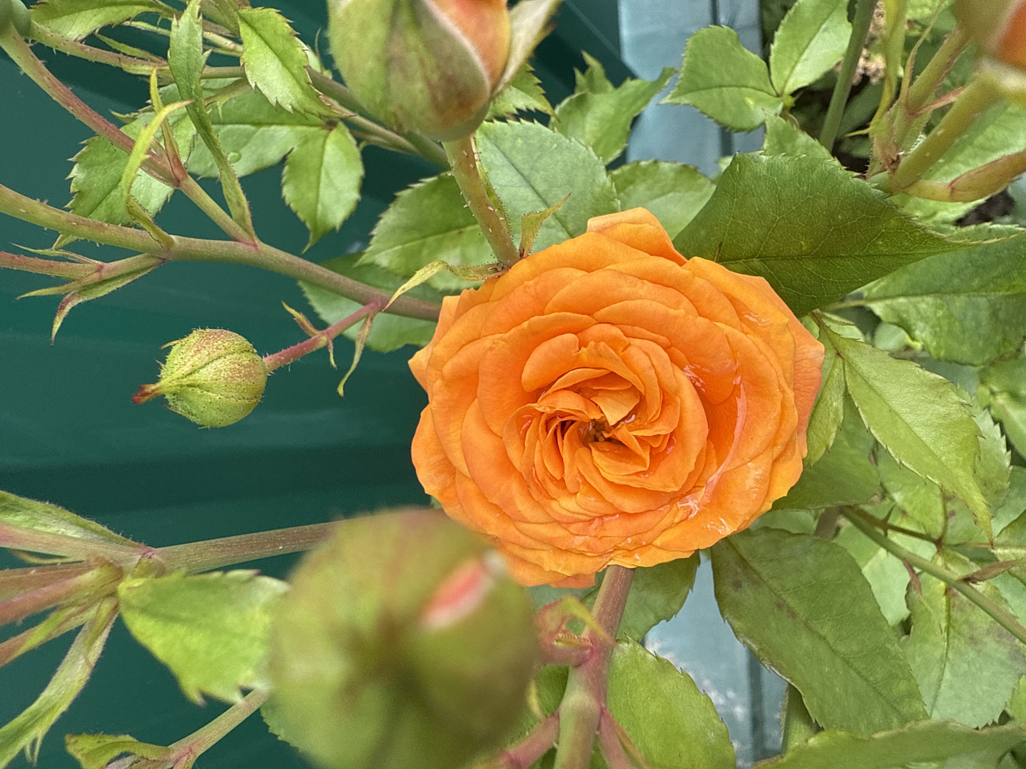 Morning garden tour through flowers, fruit, and foliage