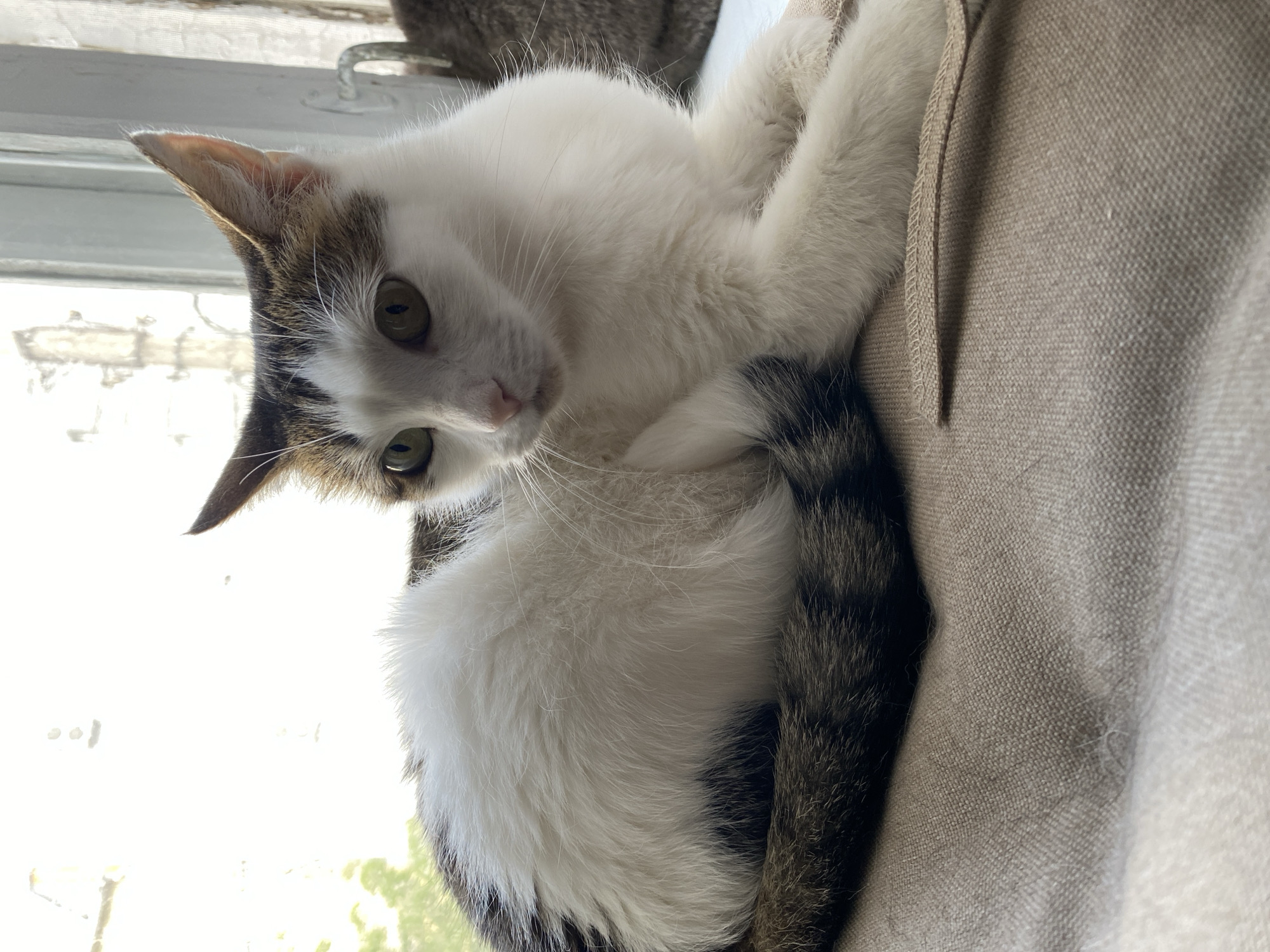 Twelve cats, various breeds, indoors and out