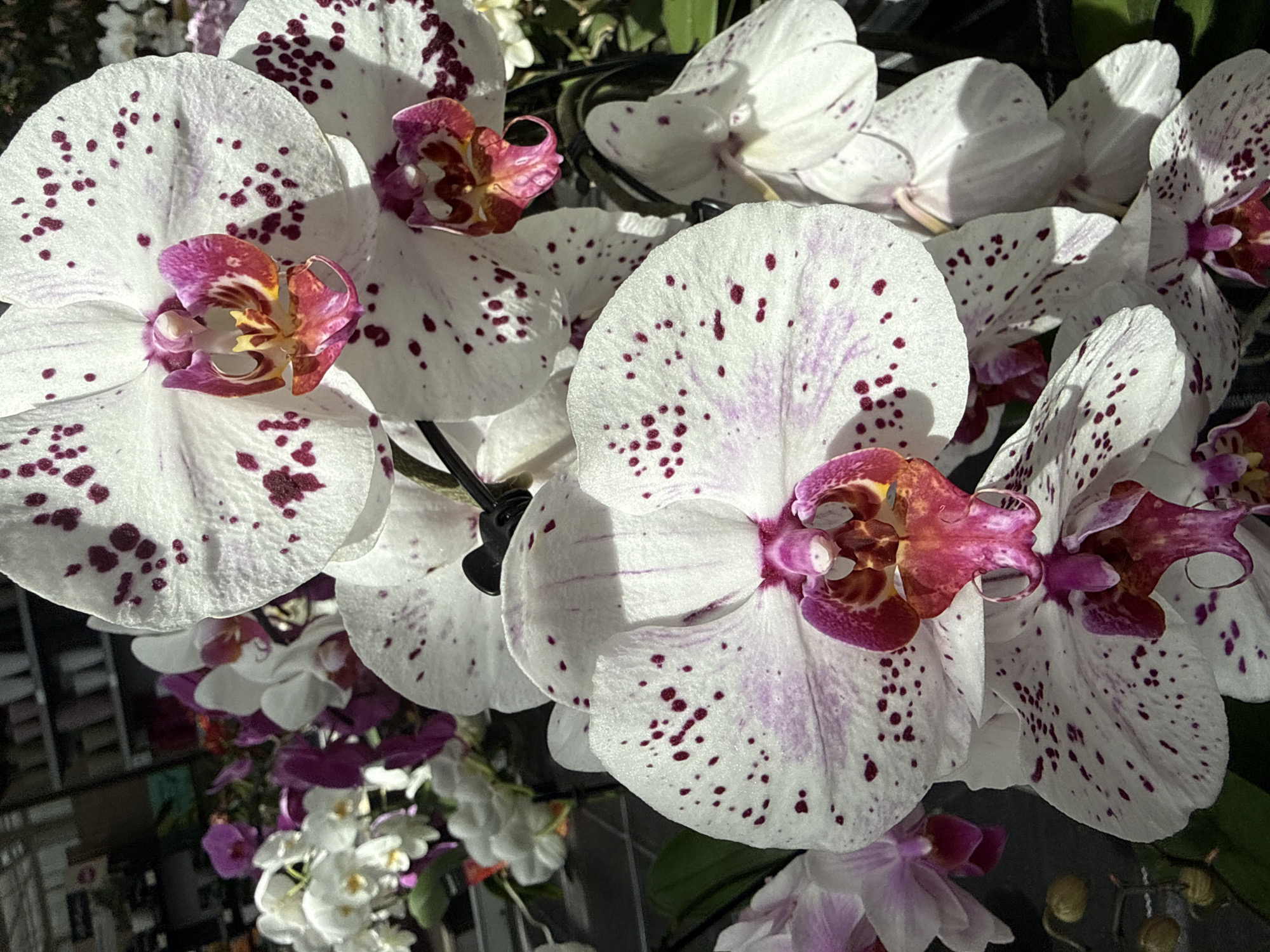 Fritzlar flower market, full of orchids and garden décor
