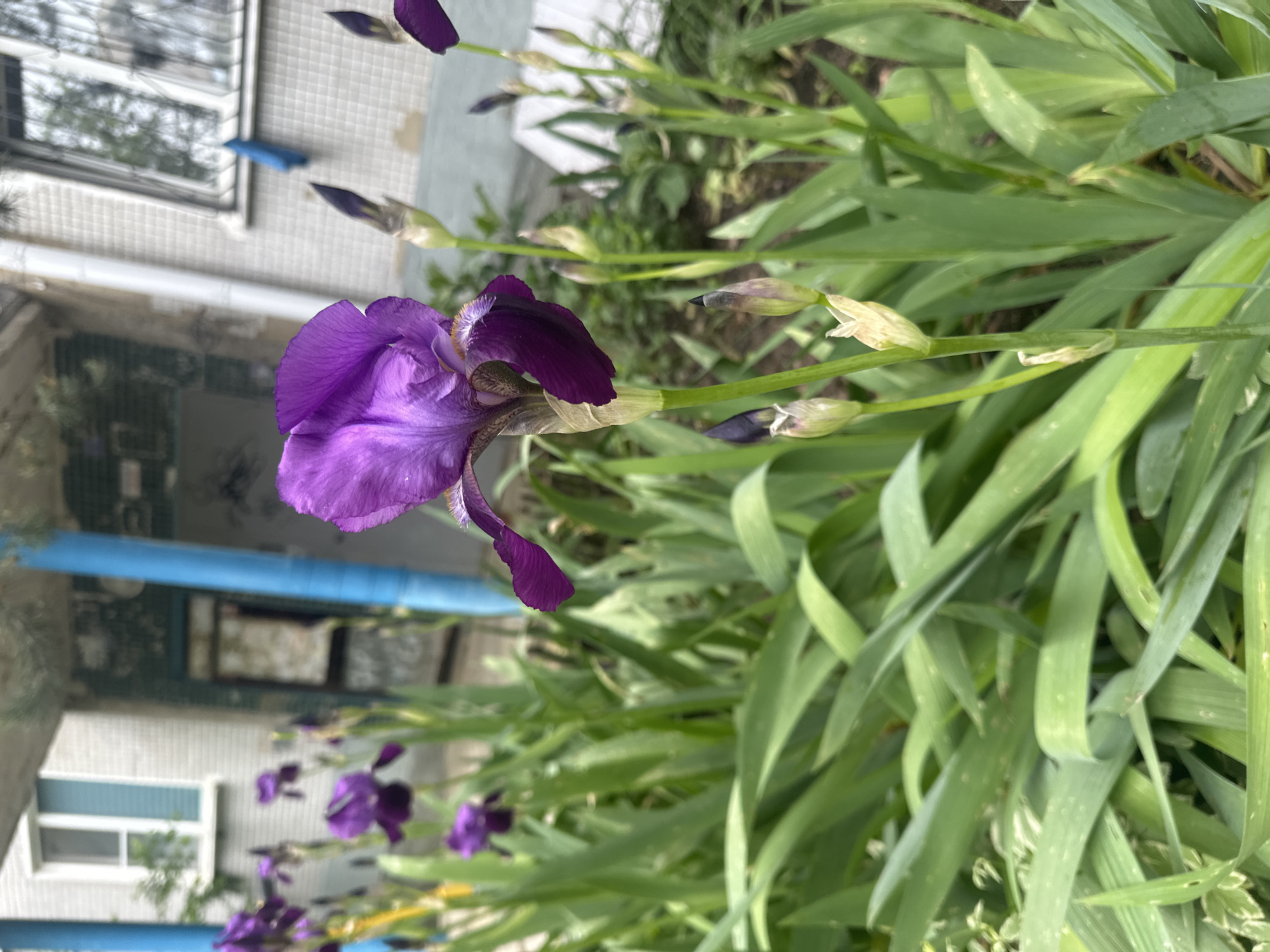 Purple irises bloom in urban Stavropol garden area