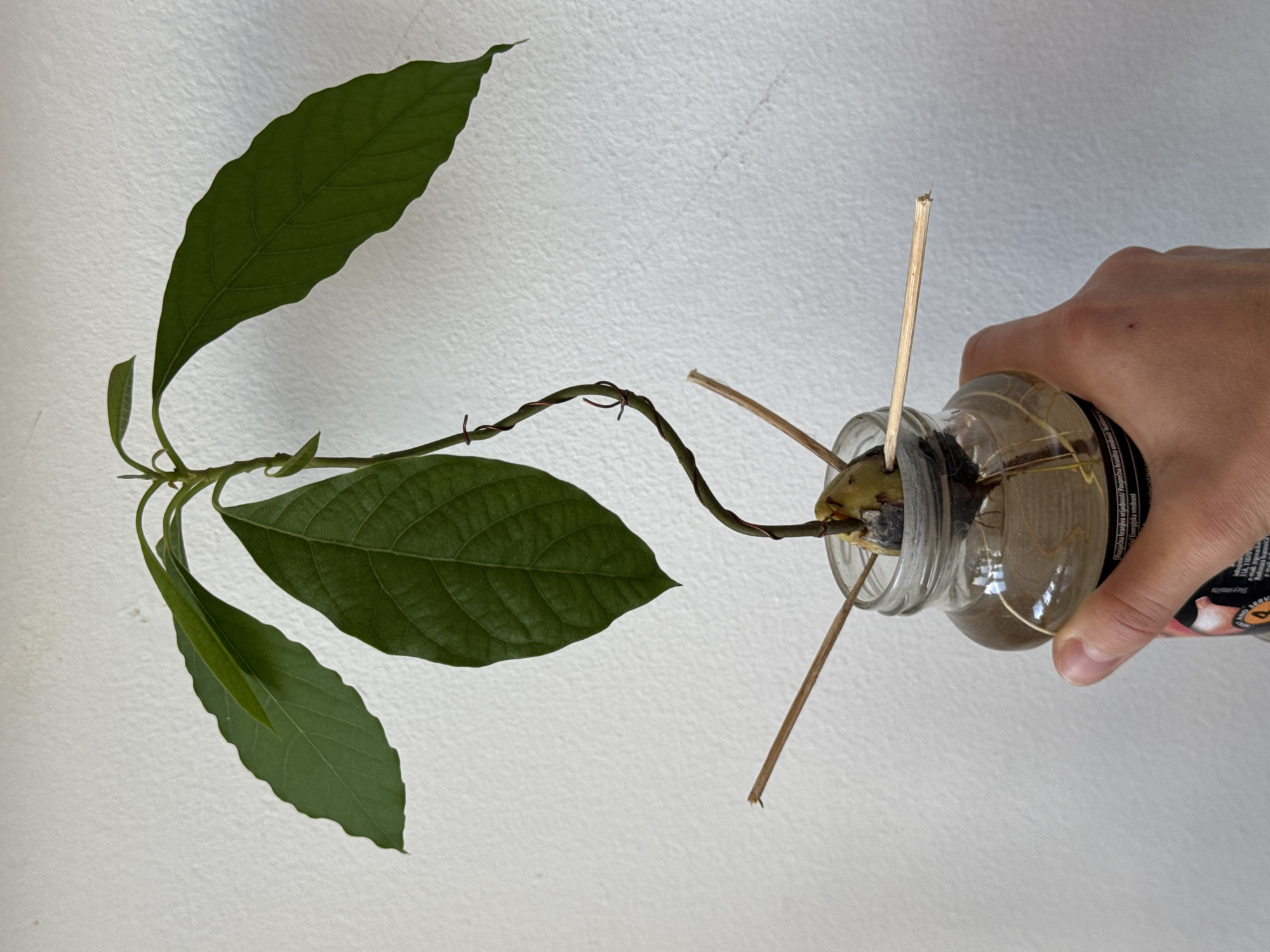 Avocado seed sprouting experiment documented in Podgorica bottle setup