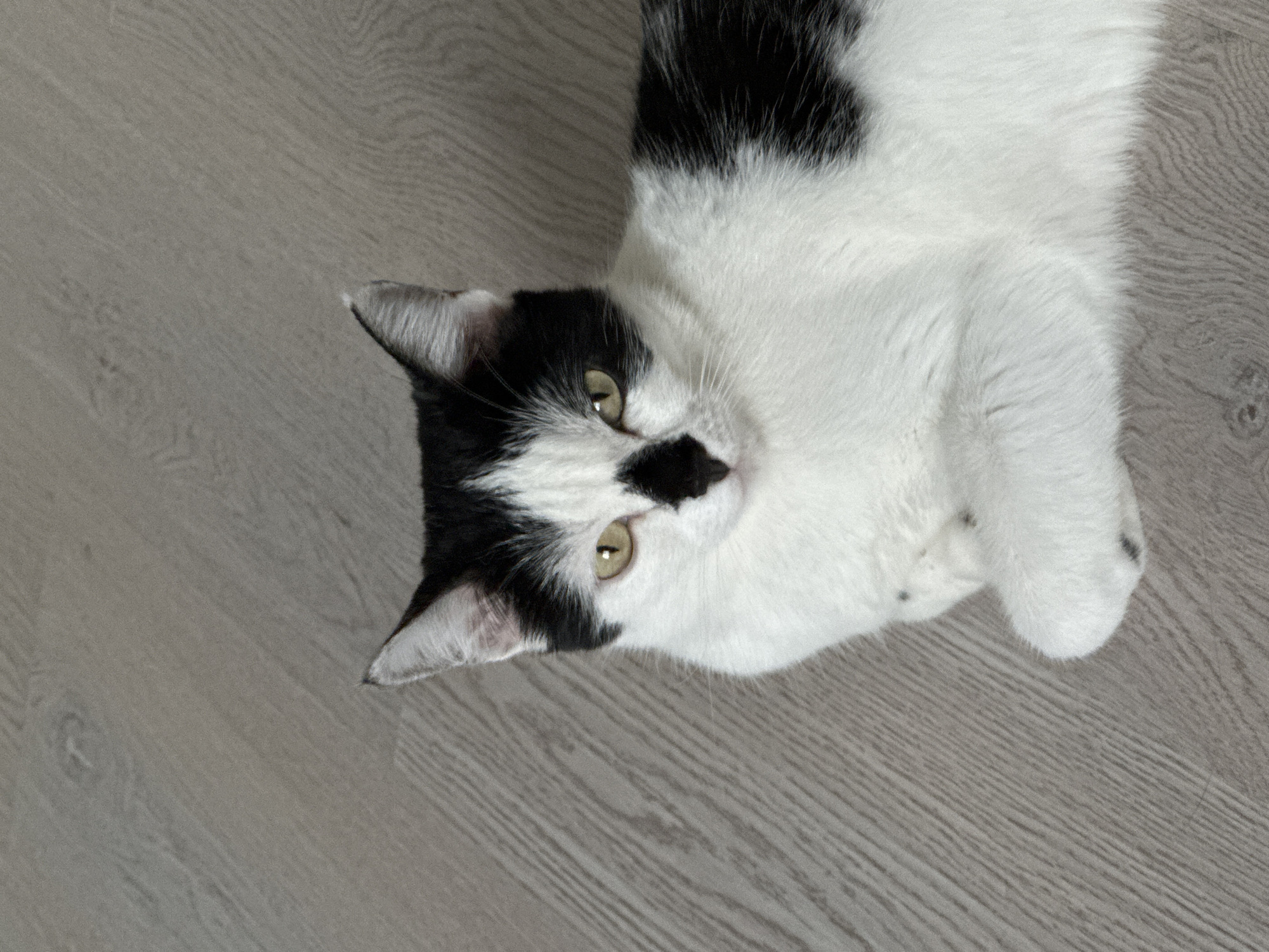 Black and white cat relaxing indoors in Kokshetau