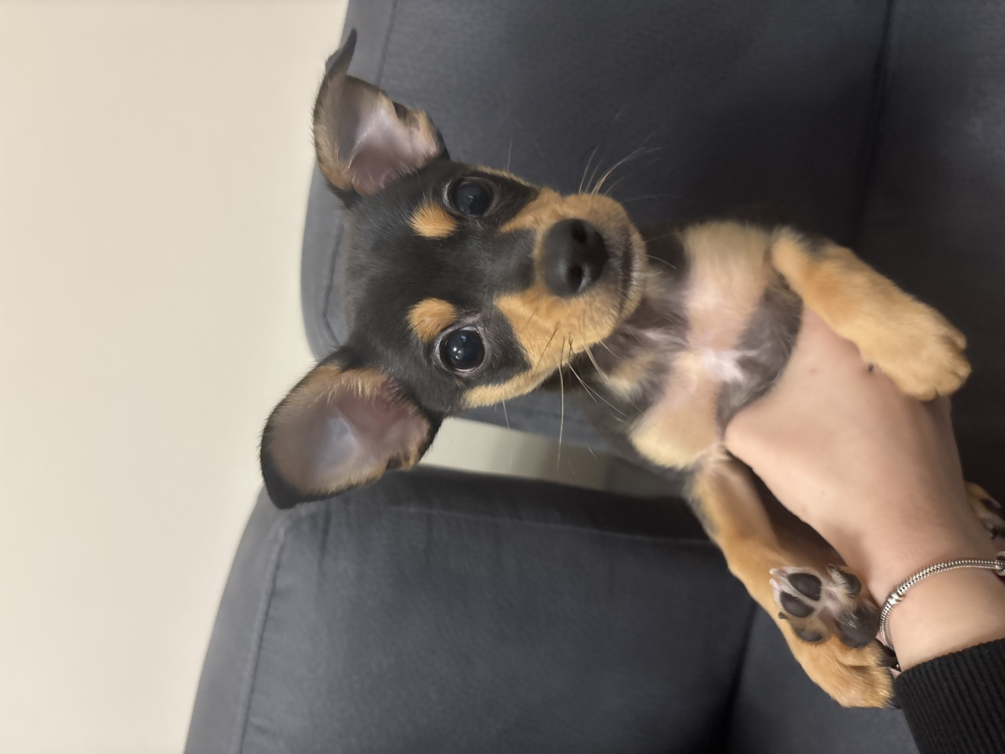 Puppy held in hands photographed in Pleven, Bulgaria