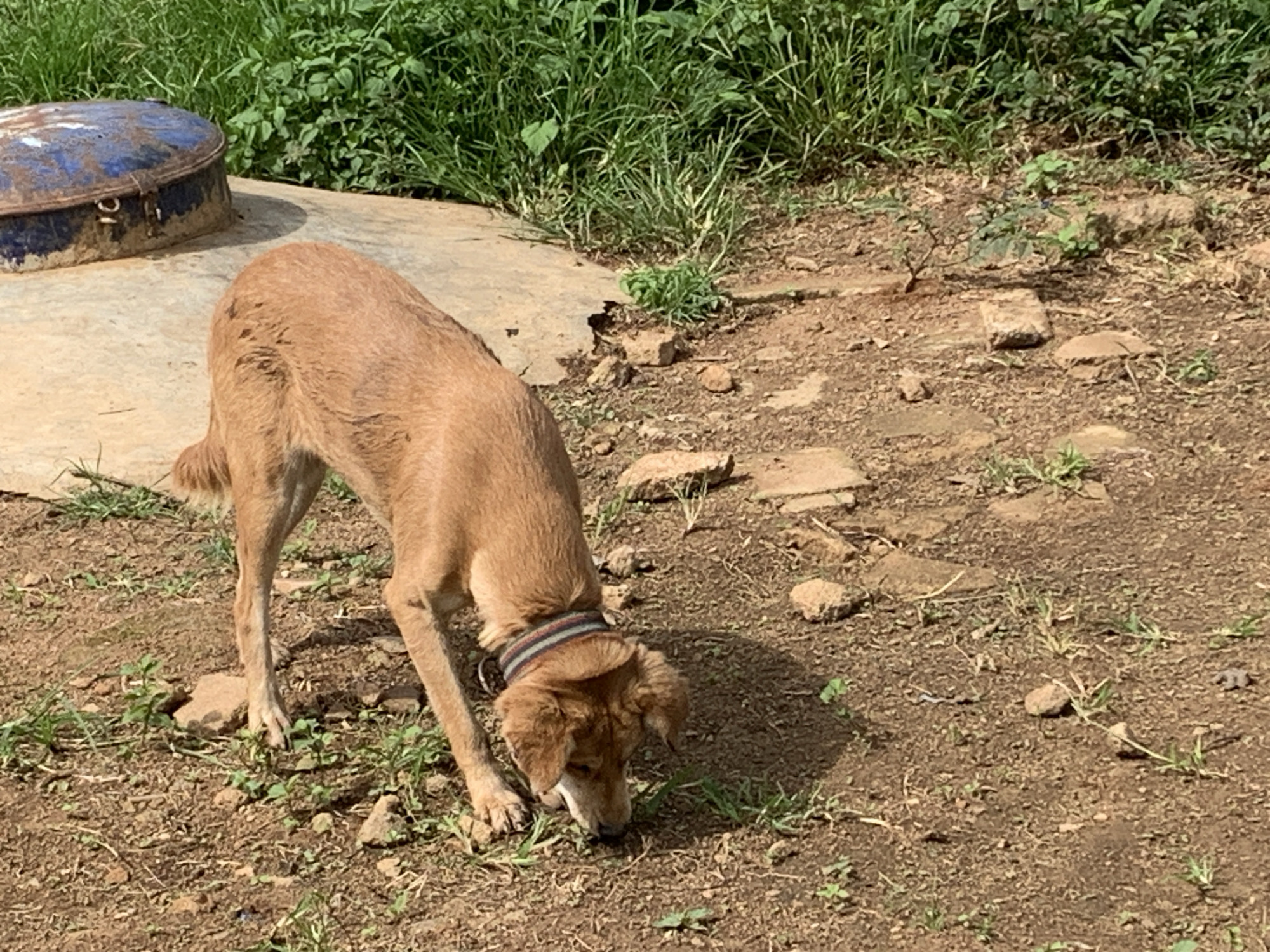 Collared dog roams dry scrubland between two Nigerian villages